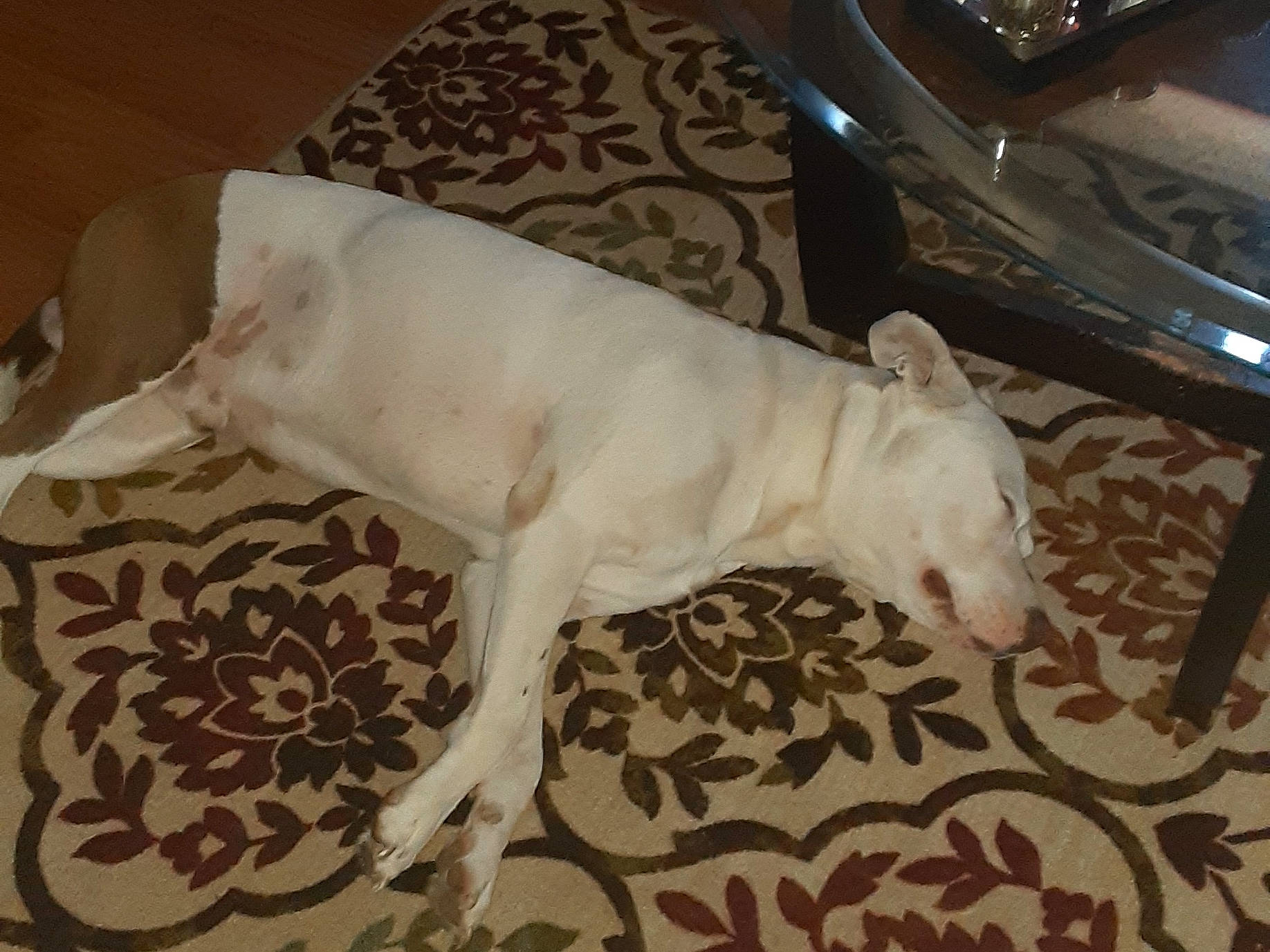 Dip is registered to the contest to win money with this photo: bull_terrier, canidae, carnivore, dog, dog_breed, fawn, italian_greyhound, non_sporting_group, tail, whippet