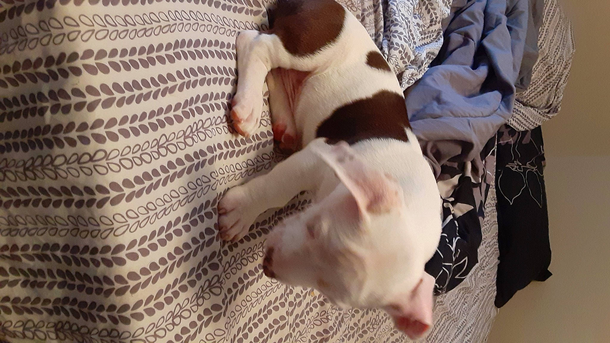 Fat Daddy is registered to the contest to win money with this photo: canidae, carnivore, companion_dog, dog, dog_breed, fawn, french_bulldog, jack_russell_terrier, mammal, non_sporting_group, pointer, puppy, puppy_love, sporting_group, tail