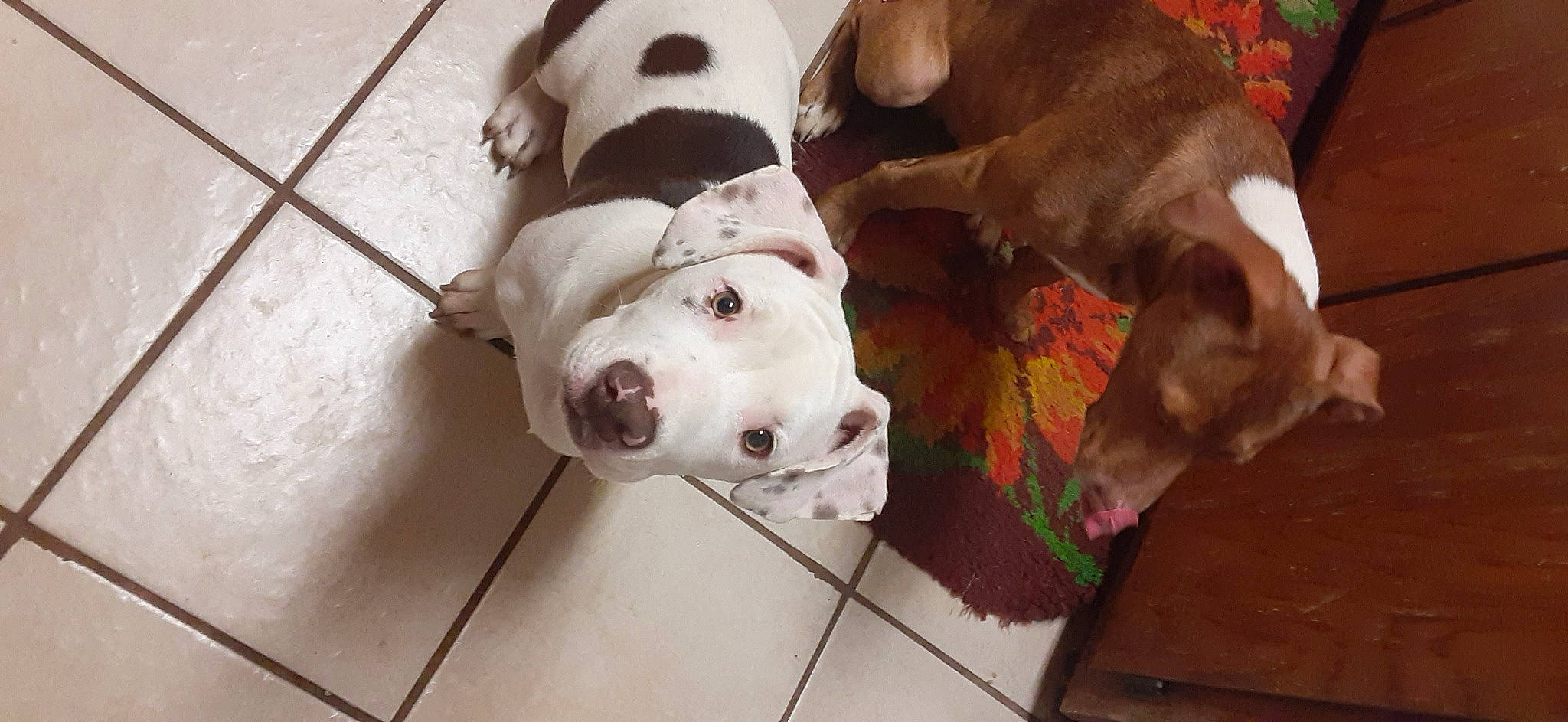 Fat Daddy joined the competition — help win amazing prizes! american_bulldog, american_pit_bull_terrier, american_staffordshire_terrier, bully_kutta, canidae, carnivore, dog, dog_breed, dogo_guatemalteco, fawn, mammal, non_sporting_group, olde_english_bulldogge, pit_bull, pointer, snout, sporting_group, valley_bulldog