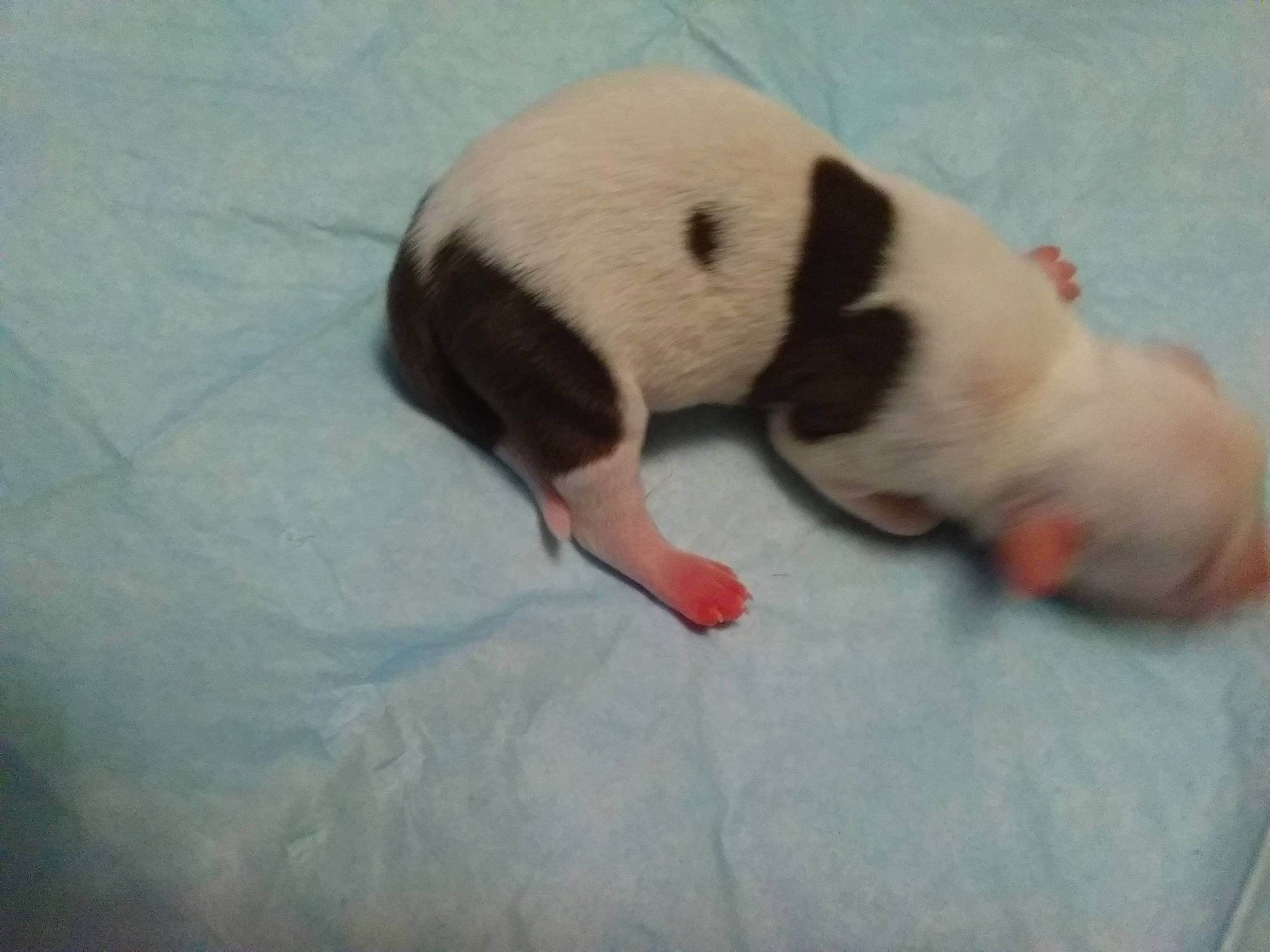 Fat Daddy joined the competition — help win amazing prizes! canidae, carnivore, dog, dog_breed, fawn, jack_russell_terrier, nose, pointer, puppy, tail