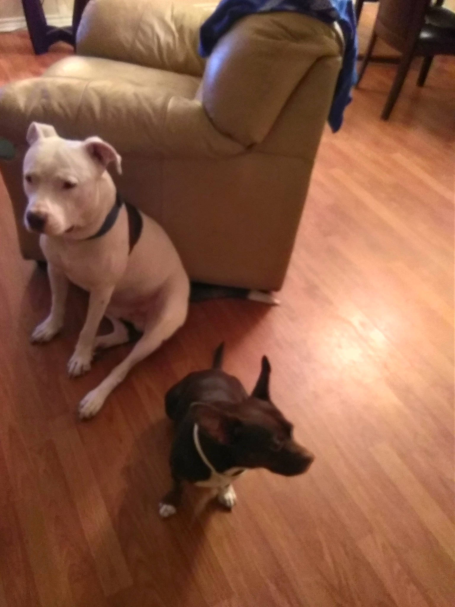 Chacha joined the competition — help win amazing prizes! american_pit_bull_terrier, boston_terrier, canidae, carnivore, companion_dog, dog, dog_breed, fawn, floor, flooring, french_bulldog, hardwood, laminate_flooring, mammal, non_sporting_group, puppy, snout, staffordshire_bull_terrier, wood, wood_flooring