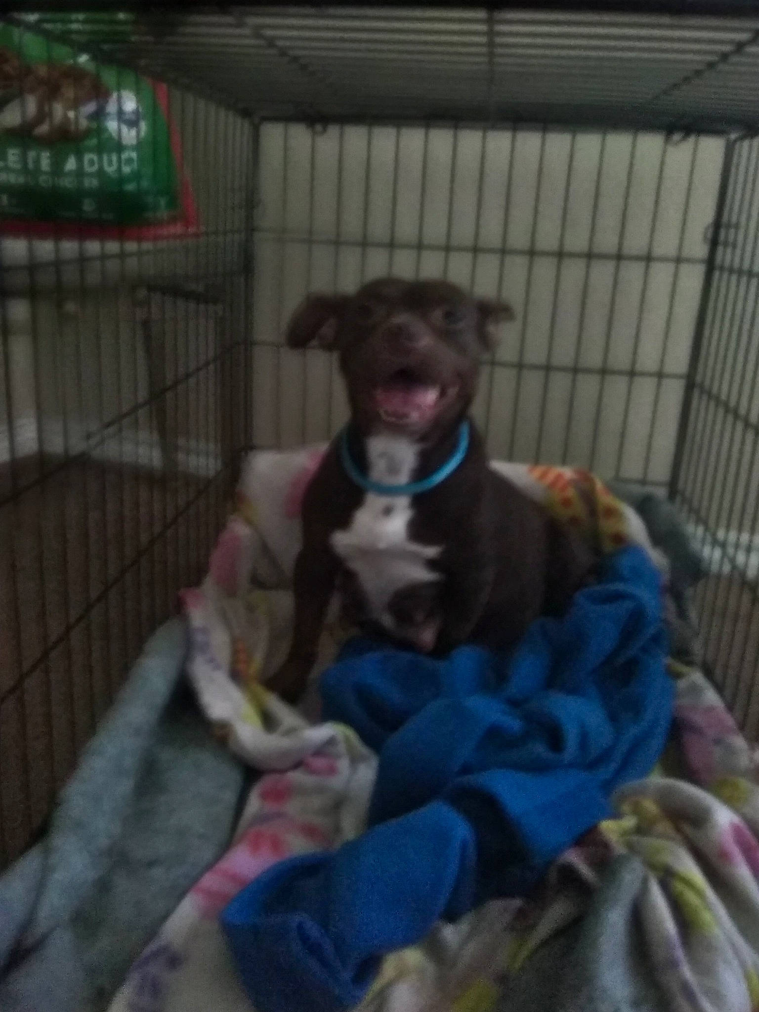 Chacha joined the competition — help win amazing prizes! animal_shelter, canidae, carnivore, companion_dog, dog, dog_breed, fawn, non_sporting_group, puppy, sporting_group