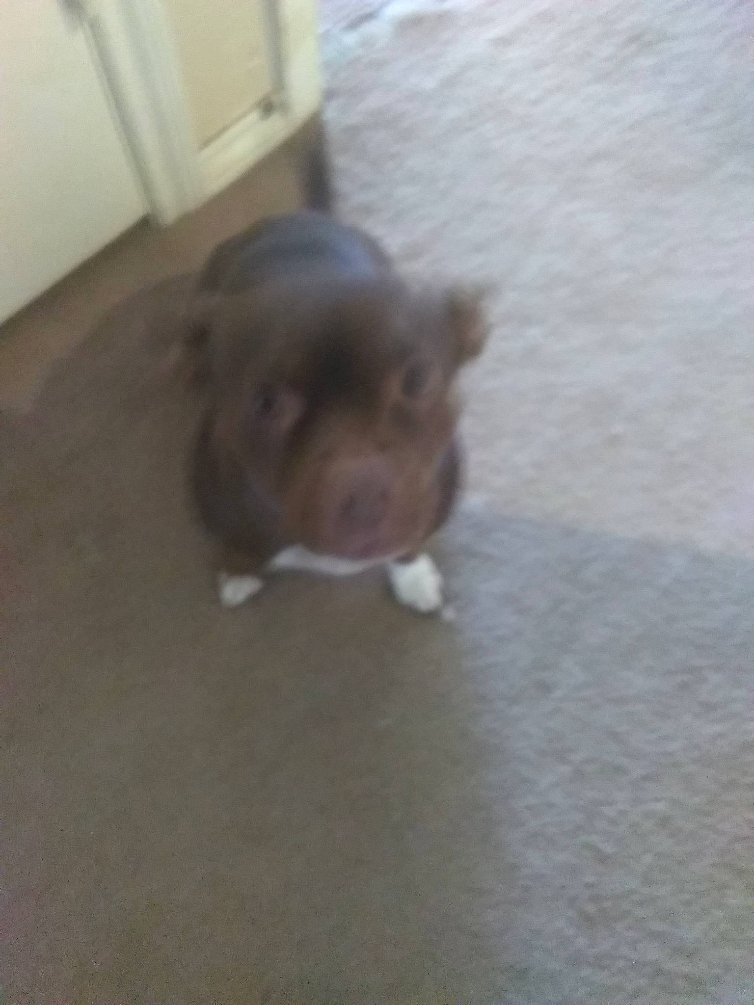 Chacha joined the competition — help win amazing prizes! american_pit_bull_terrier, canidae, carnivore, chihuahua, companion_dog, dog, dog_breed, fawn, liver, mammal, non_sporting_group, puppy, sporting_group