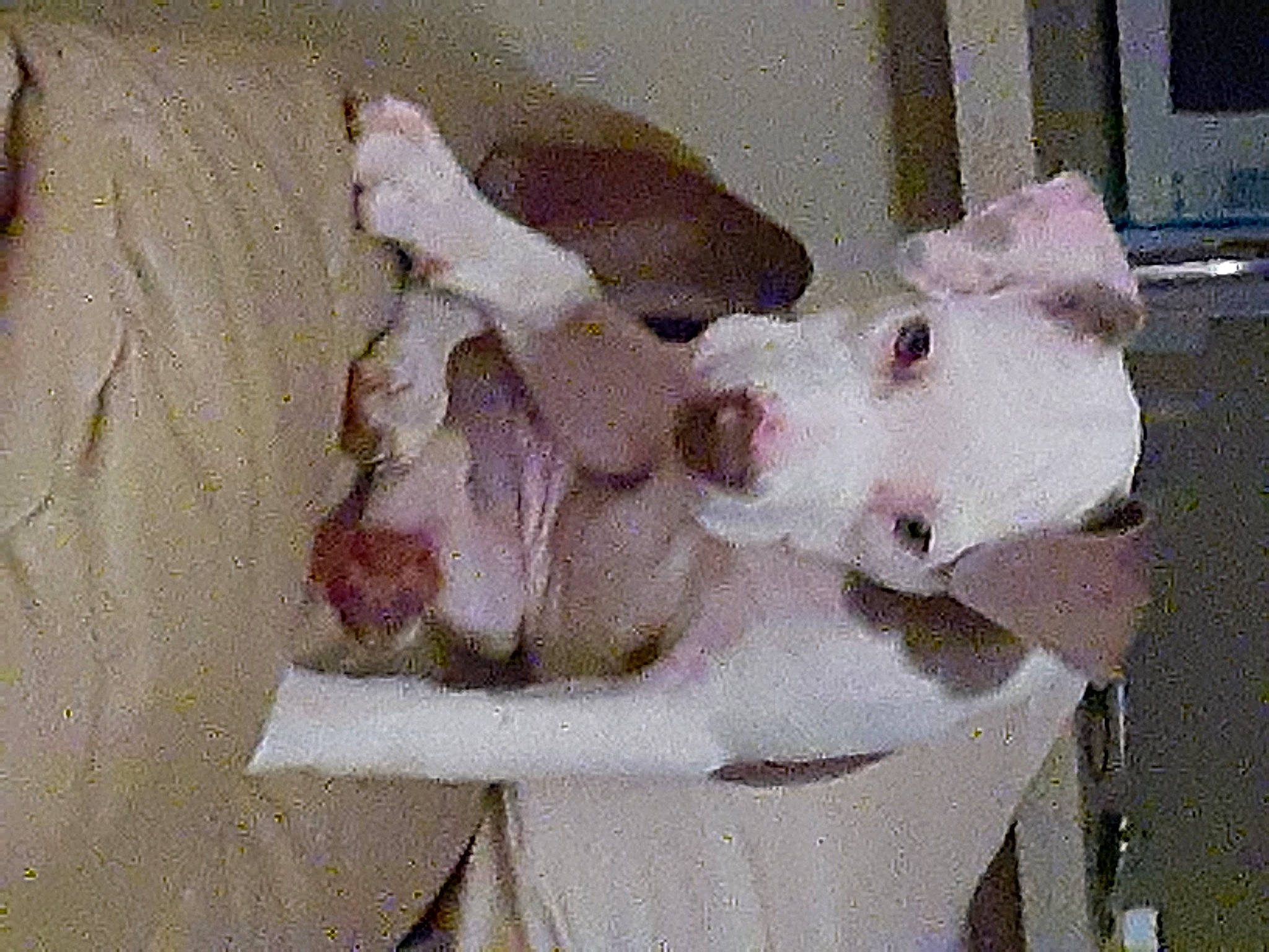 Gracie is registered to the contest to win money with this photo: american_bulldog, american_pit_bull_terrier, canidae, carnivore, dog, dog_breed, dogo_argentino, dogo_guatemalteco, fawn, non_sporting_group, pit_bull, snout