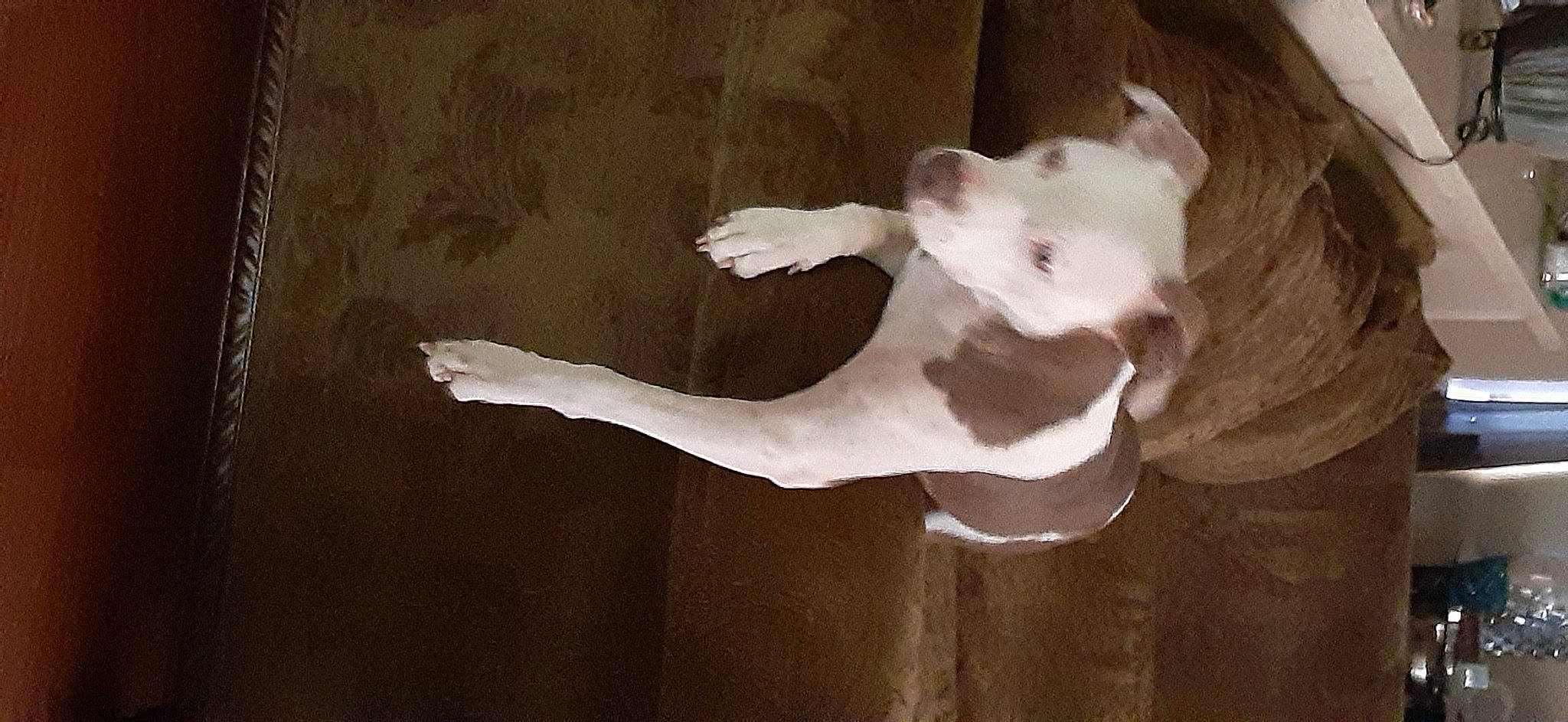 Gracie is registered to the contest to win money with this photo: american_bulldog, american_pit_bull_terrier, bull_terrier, canidae, carnivore, dogo_argentino, fawn, non_sporting_group, pit_bull, tail