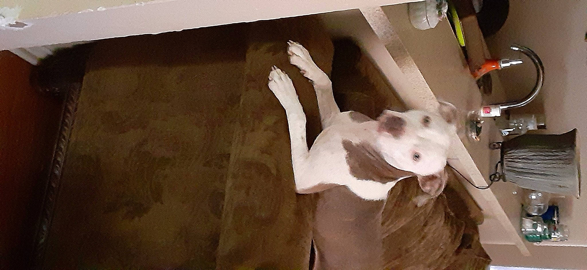 Gracie is registered to the contest to win money with this photo: bull_terrier, fawn, tail