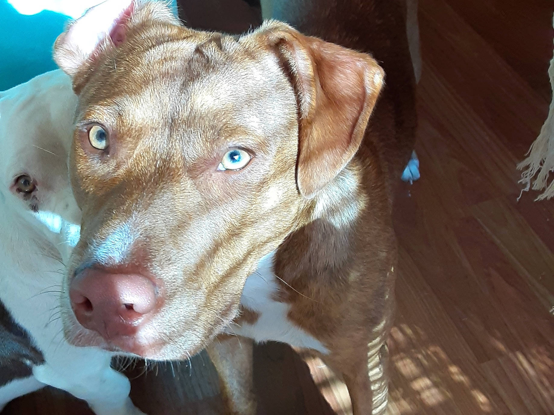 Mr.browne is registered to the contest to win money with this photo: american_pit_bull_terrier, canidae, carnivore, catahoula_bulldog, dog, dog_breed, ear, eye, fawn, liver, mammal, non_sporting_group, nose, pit_bull, rare_breed_dog, snout, sporting_group, vertebrate, weimaraner, whiskers