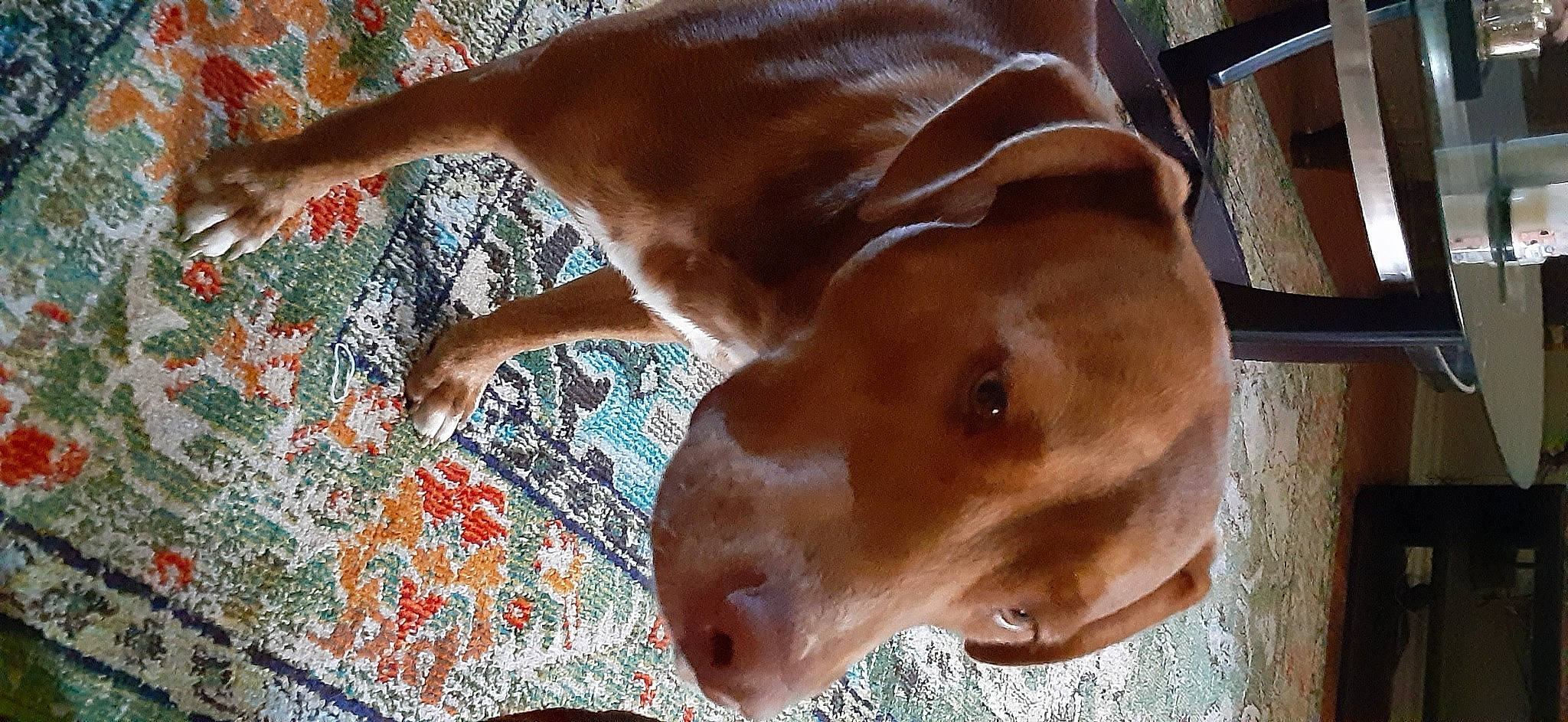 Mr.browne is registered to the contest to win money with this photo: canidae, carnivore, dog, dog_breed, fawn, liver, pointing_breed, snout, sporting_group, vizsla, weimaraner