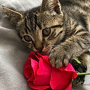 Iron a rejoint le concours — aidez-le/la à gagner de superbes lots ! kitten, cat, tabby_cat, tabby, rose, red_rose, flower, paw, whiskers, bed, bedding, blanket, gray, stripes, close_up, pet, indoor, playful, chewing, nibbling