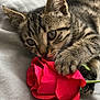 kitten, cat, tabby_cat, tabby, rose, red_rose, flower, paw, whiskers, bed, bedding, blanket, gray, stripes, close_up, pet, indoor, playful, chewing, nibbling