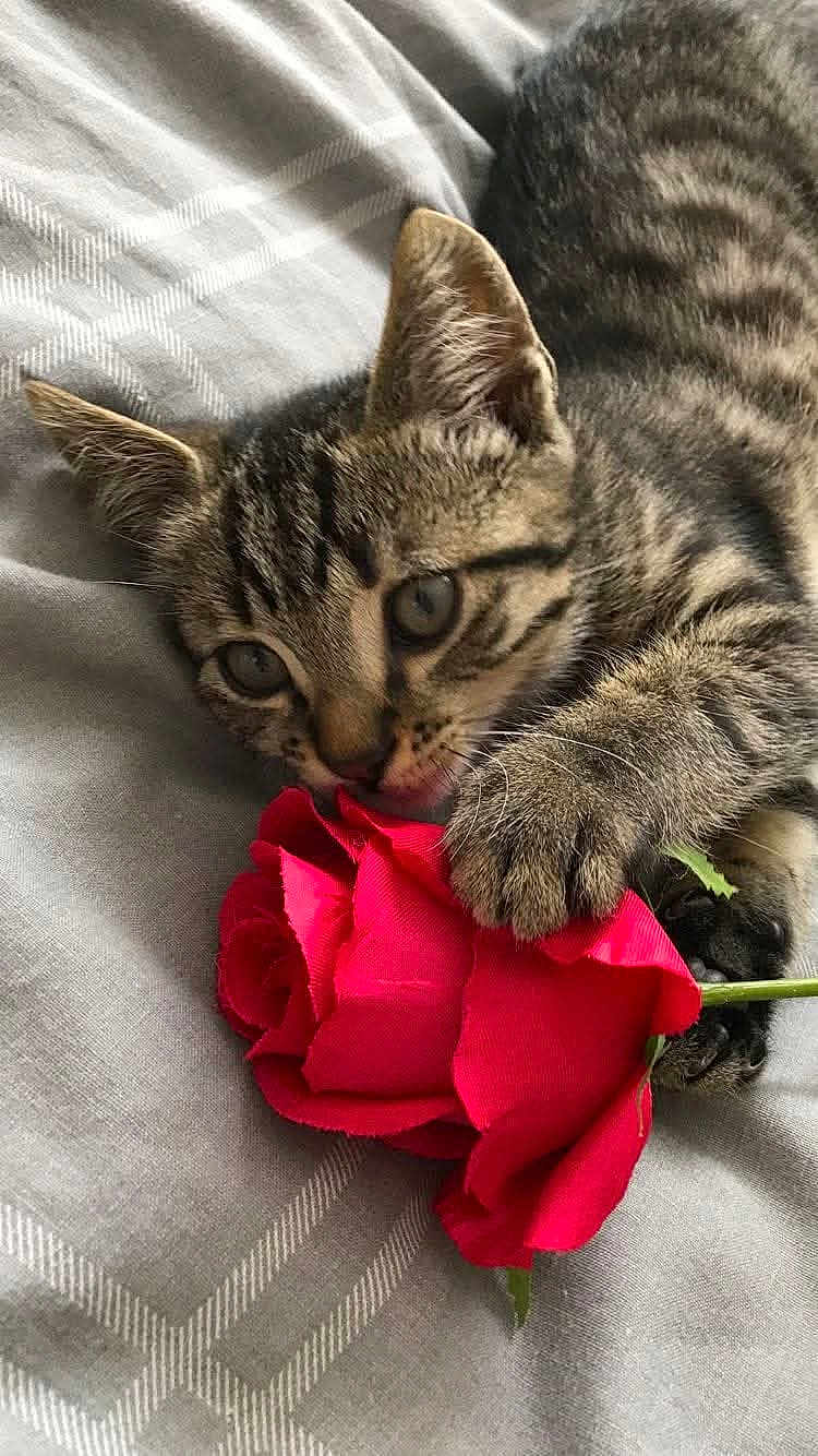 Iron a rejoint le concours — aidez-le/la à gagner de superbes lots ! kitten, cat, tabby_cat, tabby, rose, red_rose, flower, paw, whiskers, bed, bedding, blanket, gray, stripes, close_up, pet, indoor, playful, chewing, nibbling