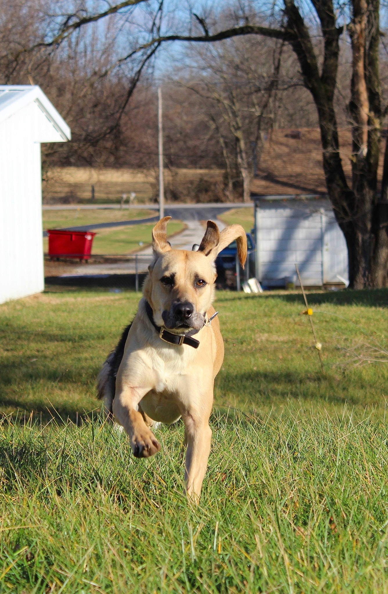 Duke is registered to the contest to win money with this photo: carnivore, chair, collar, companion_dog, dog, dog_breed, dog_collar, dog_supply, fawn, grass, guard_dog, gun_dog, lawn, pet_supply, plant, sporting_group, tail, tree, working_animal, working_dog