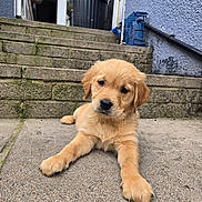 Chutney is registered to the contest to win money with this photo: animal, black_nose, canine, cute, dog, door, ears, front_view, fur, golden_retriever, house, lying_down, moss, outdoor, pet, puppy, stairs, stone_patio, wall, young