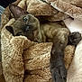 Bellatrix joined the competition — help win amazing prizes! animal, beige, blanket, cat, claw, closeup, comfort, cozy, cute, fur, indoor, mammal, paw, pet, relaxed, resting, sleepy, snug, soft, whiskers