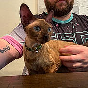 Bellatrix is registered to the contest to win money with this photo: beard, bell, blue_eyes, cat, closeup, collar, curious, ear, face, feline, fur, hand, holding, indoor, person, pet, resting, shirt, table, tattoo