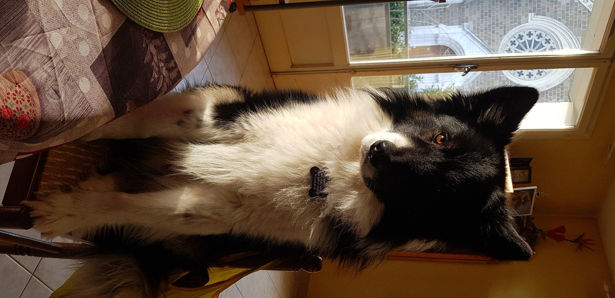 Matt participe au concours pour gagner de l'argent avec cette photo : canidae, carnivore, claw, comfort, companion_dog, dog, dog_breed, felidae, fur, giant_dog_breed, nap, natural_material, small_to_medium_sized_cats, sporting_group, tail, terrestrial_animal, whiskers, working_animal