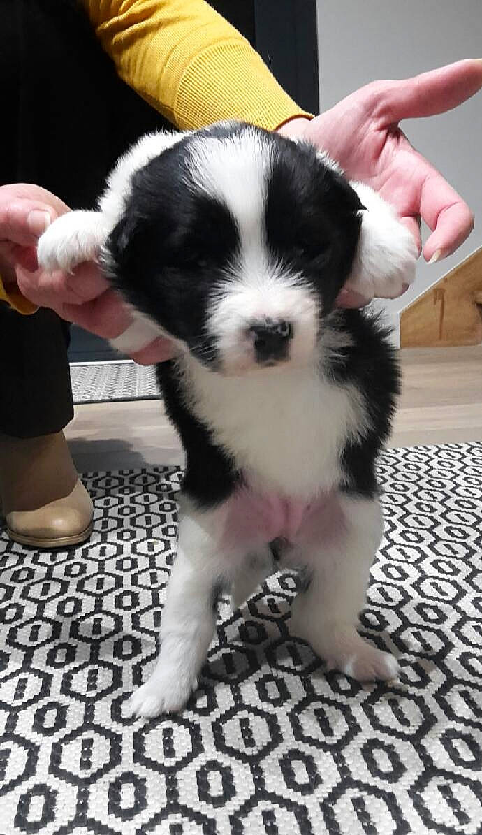 Matt a rejoint le concours — aidez-le/la à gagner de superbes lots ! carnivore, claw, companion_dog, dog, dog_breed, felidae, flooring, foot, fur, gesture, nail, paw, snout, sporting_group, tail, terrestrial_animal, thumb, toy_dog, whiskers, working_animal