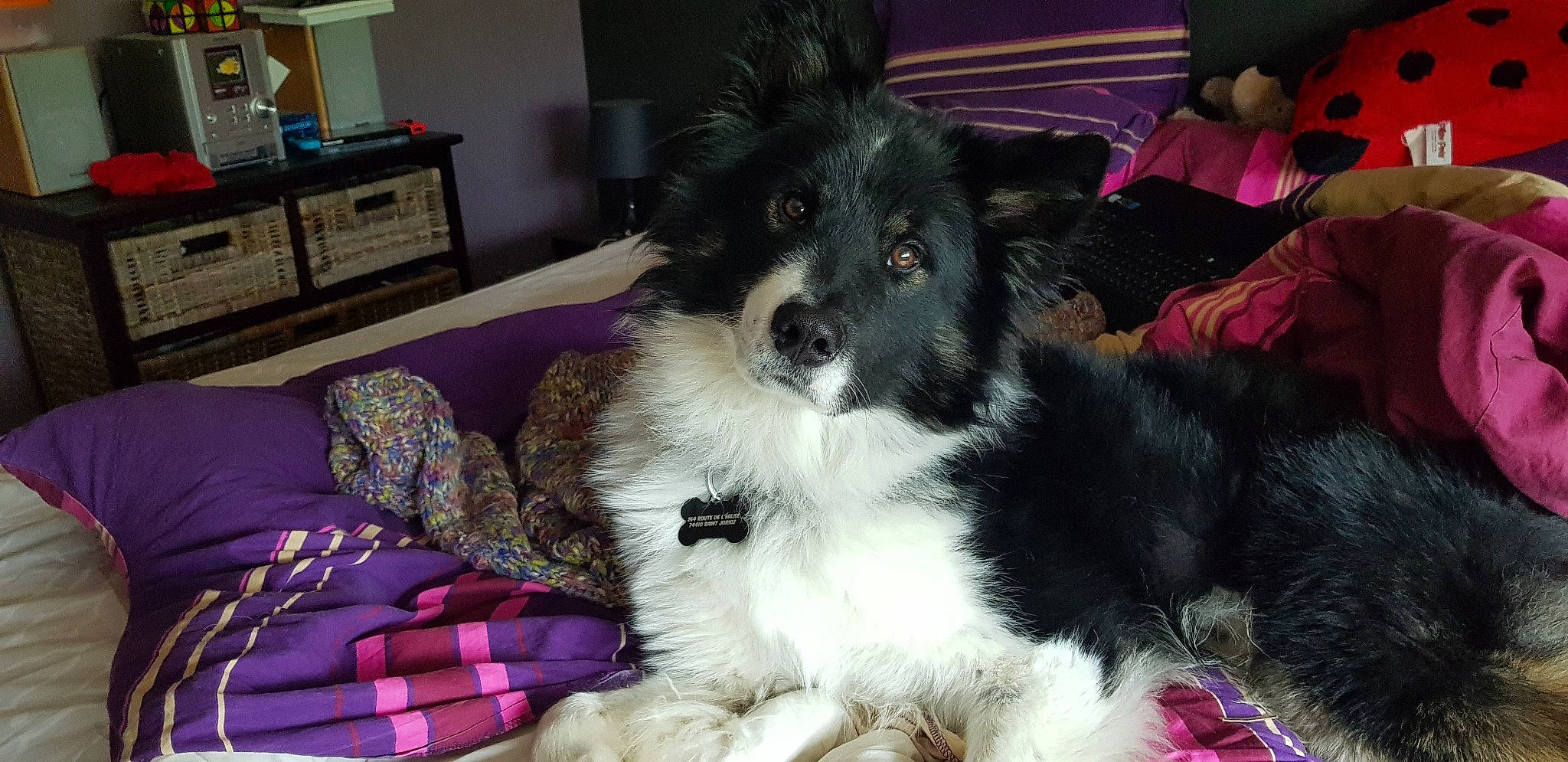 Matt a rejoint le concours — aidez-le/la à gagner de superbes lots ! box, cabinetry, canidae, carnivore, chest, chest_of_drawers, comfort, companion_dog, dog, dog_breed, drawer, fur, herding_dog, nightstand, plaid, sporting_group, tartan, texas_heeler, working_animal, working_dog