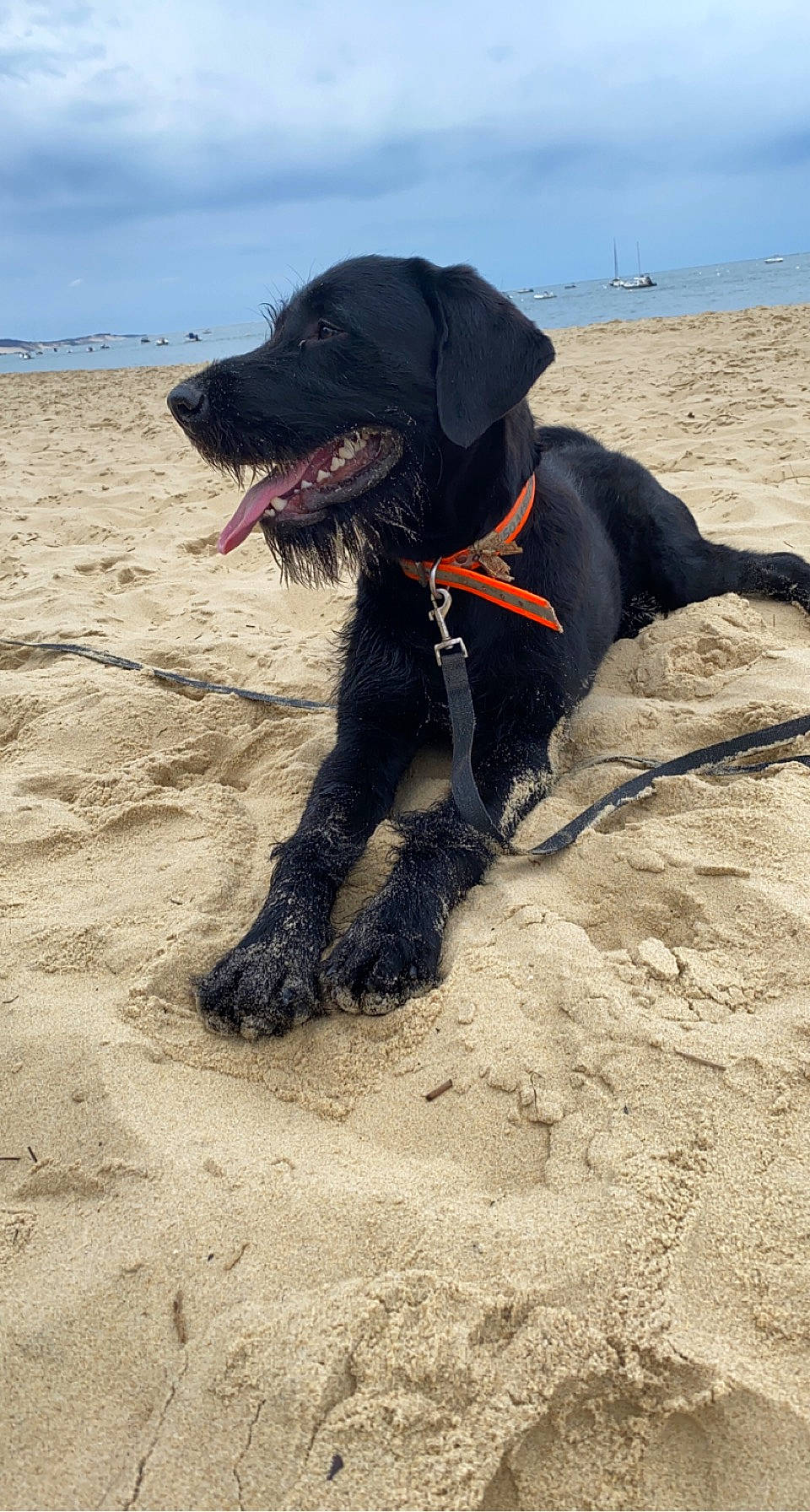 Twist a rejoint le concours — aidez-le/la à gagner de superbes lots ! beach, borador, canidae, carnivore, cloud, collar, dog, dog_breed, dog_collar, guard_dog, gun_dog, leash, pointing_breed, retriever, sand, sky, snout, sporting_group, working_animal, working_dog