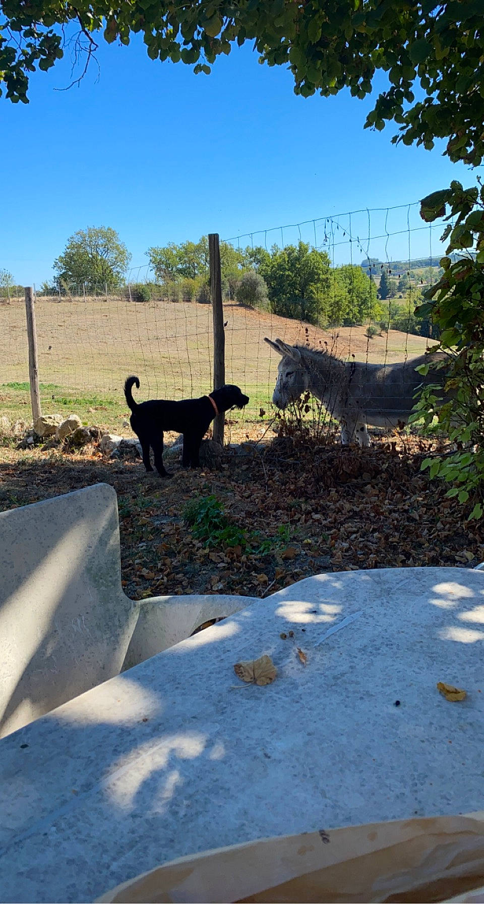 Twist a rejoint le concours — aidez-le/la à gagner de superbes lots ! asphalt, carnivore, dog_breed, felidae, grass, landscape, landscaping, plant, road, road_surface, shade, shadow, sky, small_to_medium_sized_cats, soil, sporting_group, tail, tints_and_shades, tree, working_animal