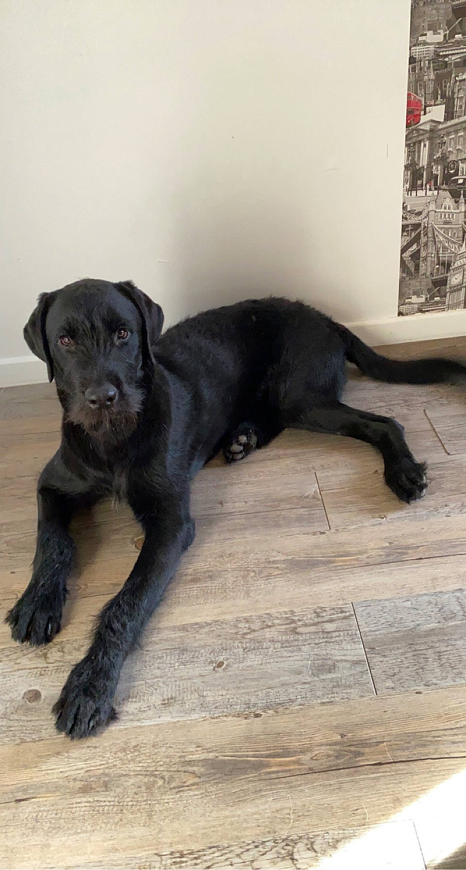 Twist a rejoint le concours — aidez-le/la à gagner de superbes lots ! balance, borador, canidae, carnivore, claw, companion_dog, dog, dog_breed, flooring, fur, gun_dog, hunting_dog, liver, sporting_group, tail, terrestrial_animal, wood, working_animal