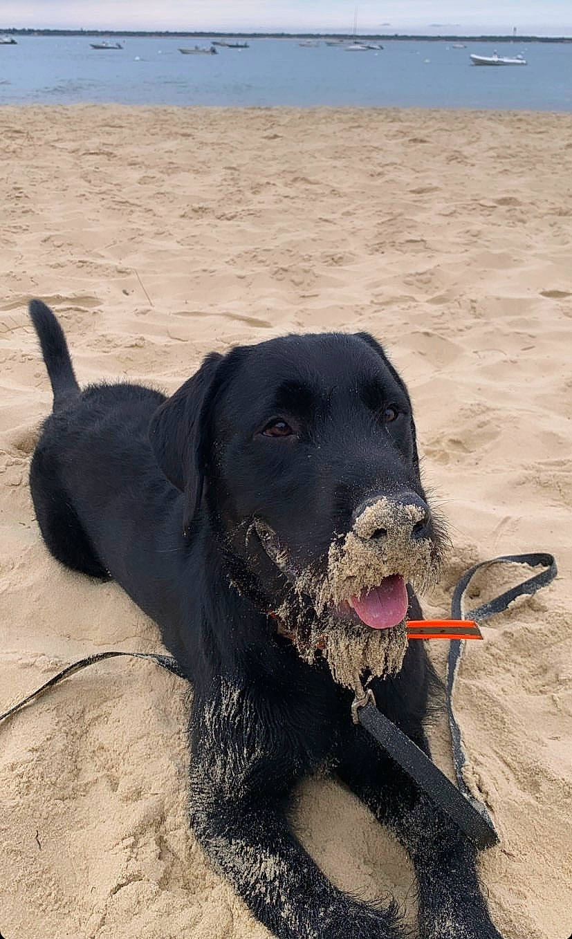 Twist a rejoint le concours — aidez-le/la à gagner de superbes lots ! beach, borador, canidae, carnivore, collar, dog, dog_breed, dog_collar, hunting_dog, landscape, ocean, retriever, sand, shadow, snout, sporting_group, terrestrial_animal, water, working_animal, working_dog