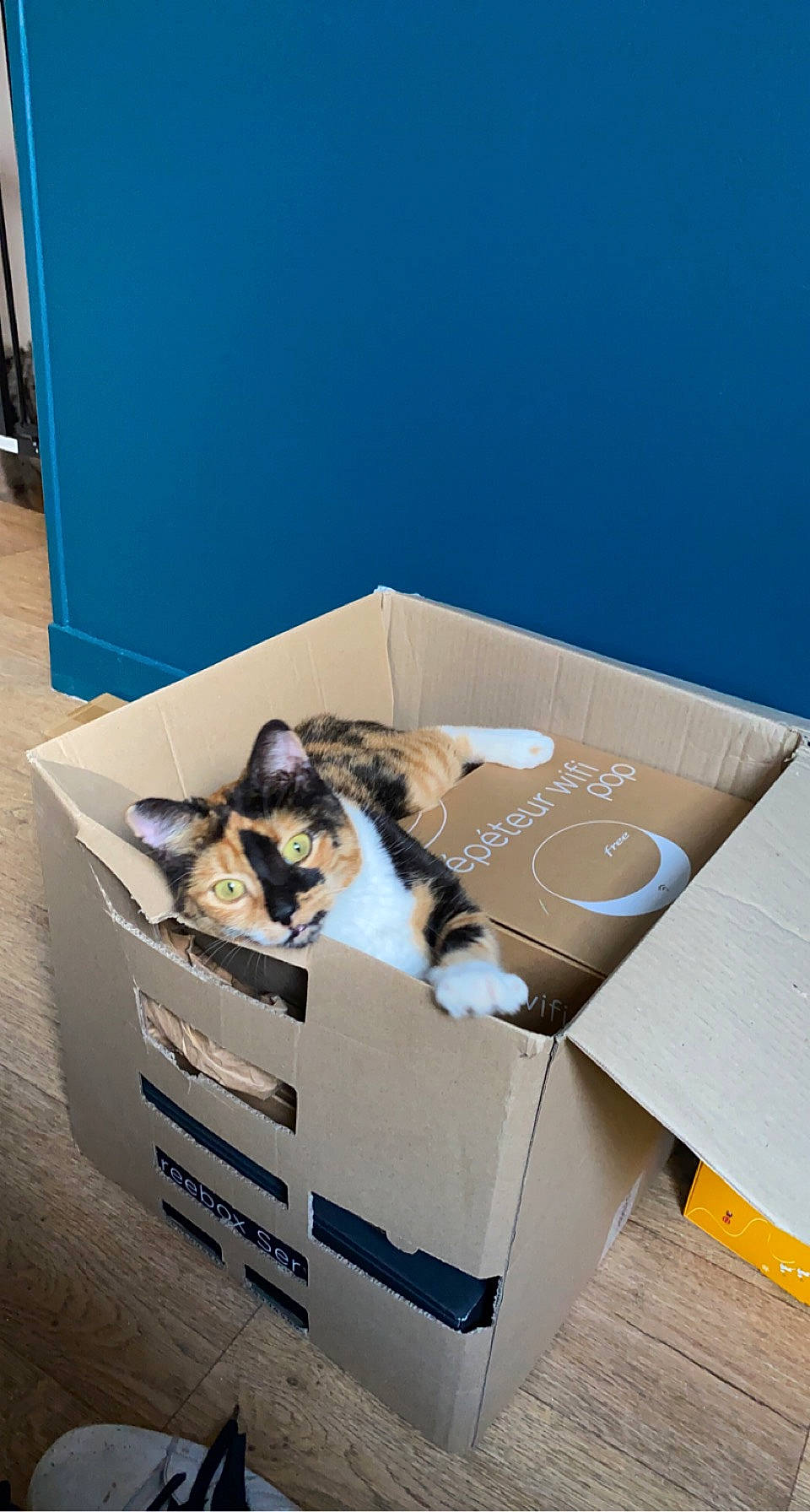Ruby participe au concours pour gagner de l'argent avec cette photo : box, cardboard, carnivore, carton, cat, cat_supply, comfort, domestic_short_haired_cat, felidae, hardwood, packaging_and_labeling, packing_materials, paper, paper_product, pet_supply, room, shipping_box, small_to_medium_sized_cats, whiskers, wood