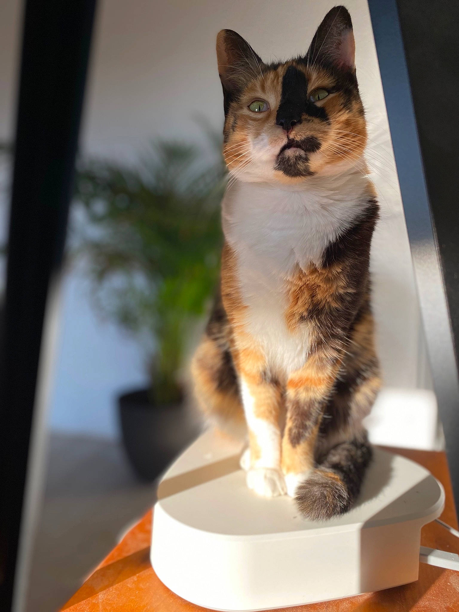 Ruby a rejoint le concours — aidez-le/la à gagner de superbes lots ! carnivore, cat, claw, domestic_short_haired_cat, fawn, felidae, foot, fur, houseplant, paw, plant, sitting, small_to_medium_sized_cats, snout, tail, terrestrial_animal, whiskers, wildlife