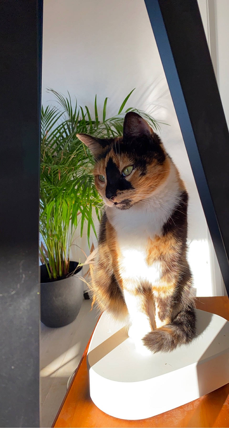 Ruby participe au concours pour gagner de l'argent avec cette photo : carnivore, cat, comfort, domestic_short_haired_cat, fawn, felidae, flowerpot, fur, houseplant, paw, plant, porch, sitting, small_to_medium_sized_cats, snout, tail, whiskers, window