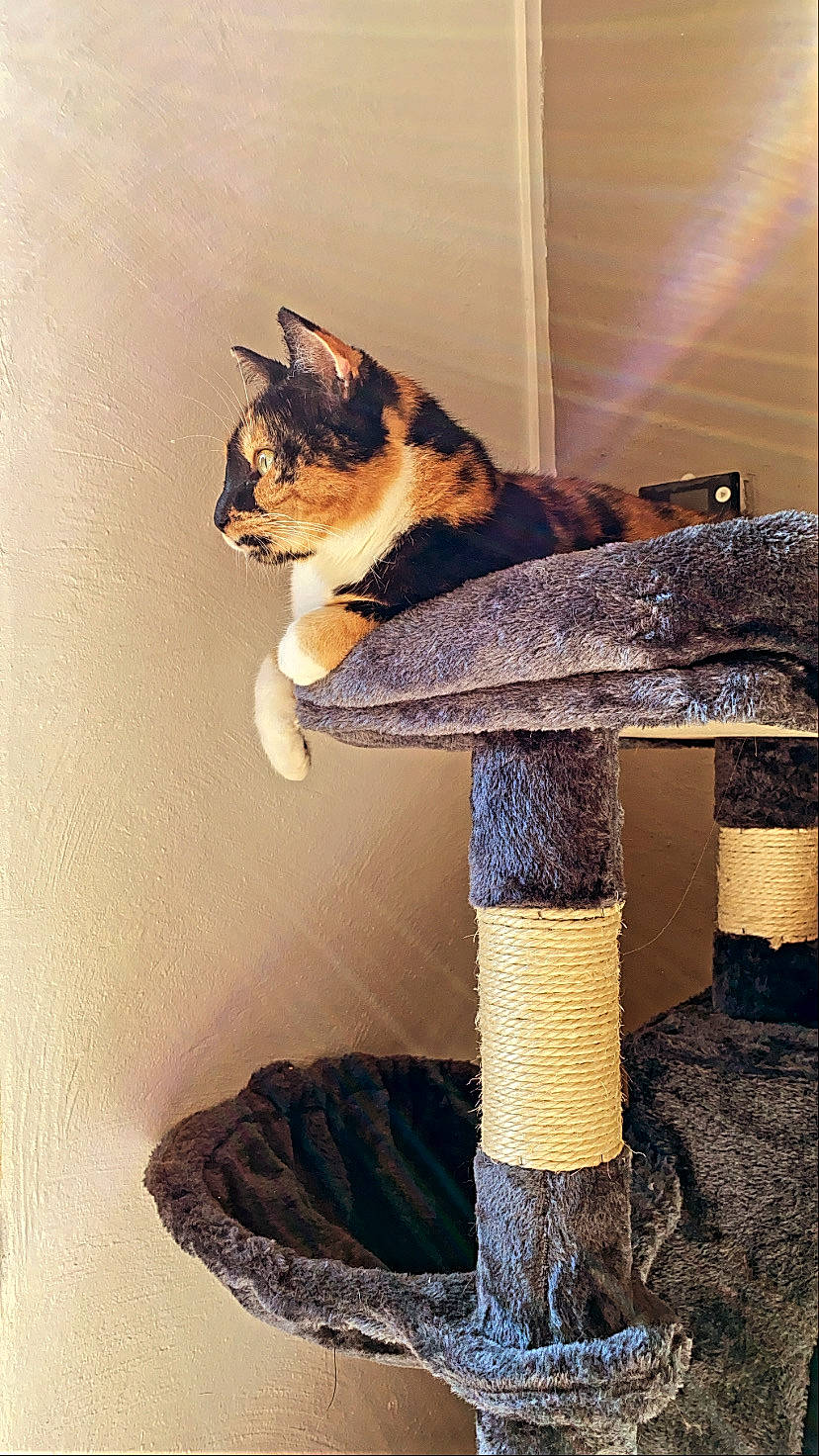 Ruby a rejoint le concours — aidez-le/la à gagner de superbes lots ! art, canidae, carnivore, cat, cat_furniture, cat_supply, domestic_short_haired_cat, door, fawn, felidae, fur, pet_supply, rock, room, small_to_medium_sized_cats, tail, trunk, whiskers, window, wood