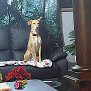 Nena is registered to the contest to win money with this photo: dog, couch, living_room, indoor_plant, curtain, blanket, pink_collar, wall_portrait, coffee_table, toy, flowers, pillar, hardwood_floor, sitting, furniture, window, pillow, decoration, relaxed_dog, black_sofa