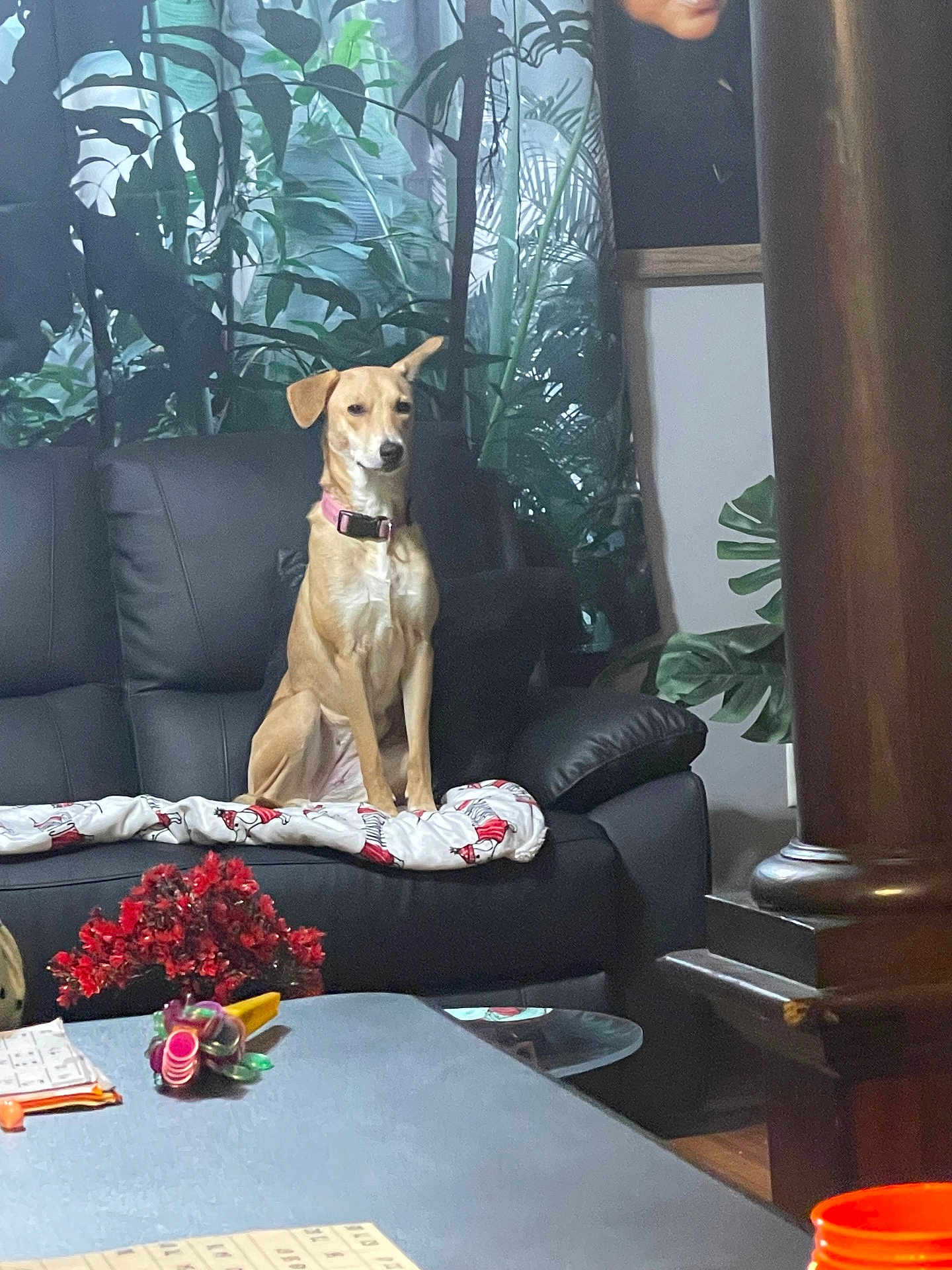 Nena is registered to the contest to win money with this photo: dog, couch, living_room, indoor_plant, curtain, blanket, pink_collar, wall_portrait, coffee_table, toy, flowers, pillar, hardwood_floor, sitting, furniture, window, pillow, decoration, relaxed_dog, black_sofa