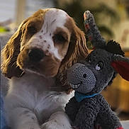 Gaston a rejoint le concours — aidez-le/la à gagner de superbes lots ! puppy, dog, stuffed_toy, indoor, cozy, floppy_ears, brown_and_white, soft_fur, toy_donkey, red_paws, blue_scarf, blurred_background, couch, relaxed, cute, pet, companion, animal, close_up, portrait