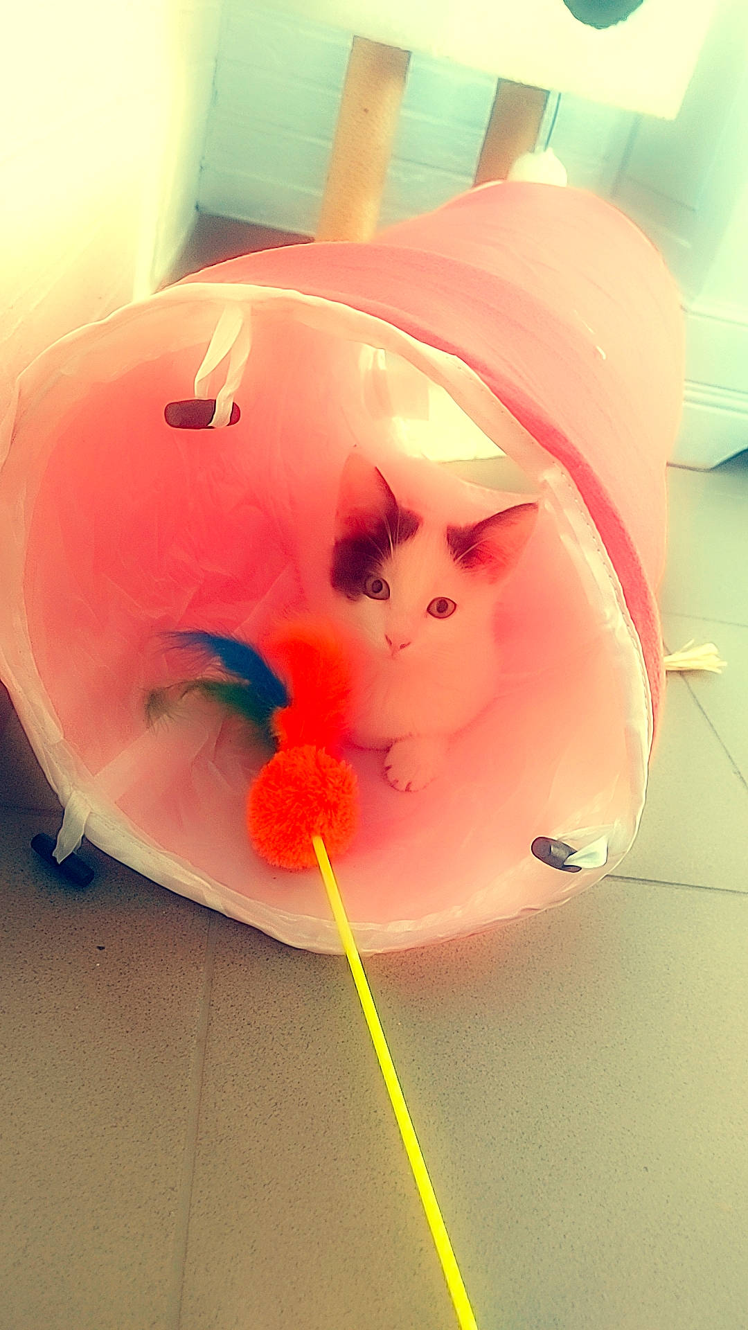 Nuage participe au concours pour gagner de l'argent avec cette photo : art, carnivore, cat, close_up, fashion_accessory, felidae, fur, happy, nose, orange, paper, peach, petal, plant, plastic, small_to_medium_sized_cats, snout, sunglasses, tail, whiskers