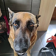 Ruby participe au concours pour gagner de l'argent avec cette photo : dog, close_up, animal, pet, indoors, floor, tile, brown, black, ears, snout, teeth, face, canine, looking_up, domestic_animal, fur, paws, expression, household