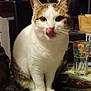animal, background, cat, closeup, cozy, cute, domestic_cat, food_related, furniture, glass, household, indoor, licking, pet, sitting, tabby, table, tabletop, tongue_out, white