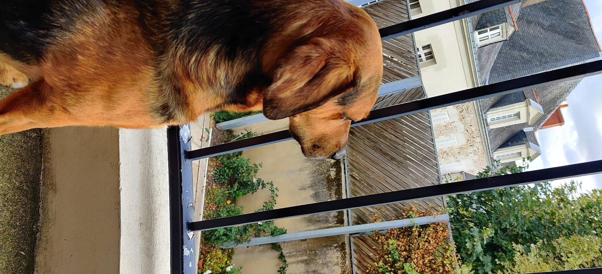 Jino a rejoint le concours — aidez-le/la à gagner de superbes lots ! bloodhound, canidae, carnivore, companion_dog, dog, dog_breed, fawn, snout, sporting_group