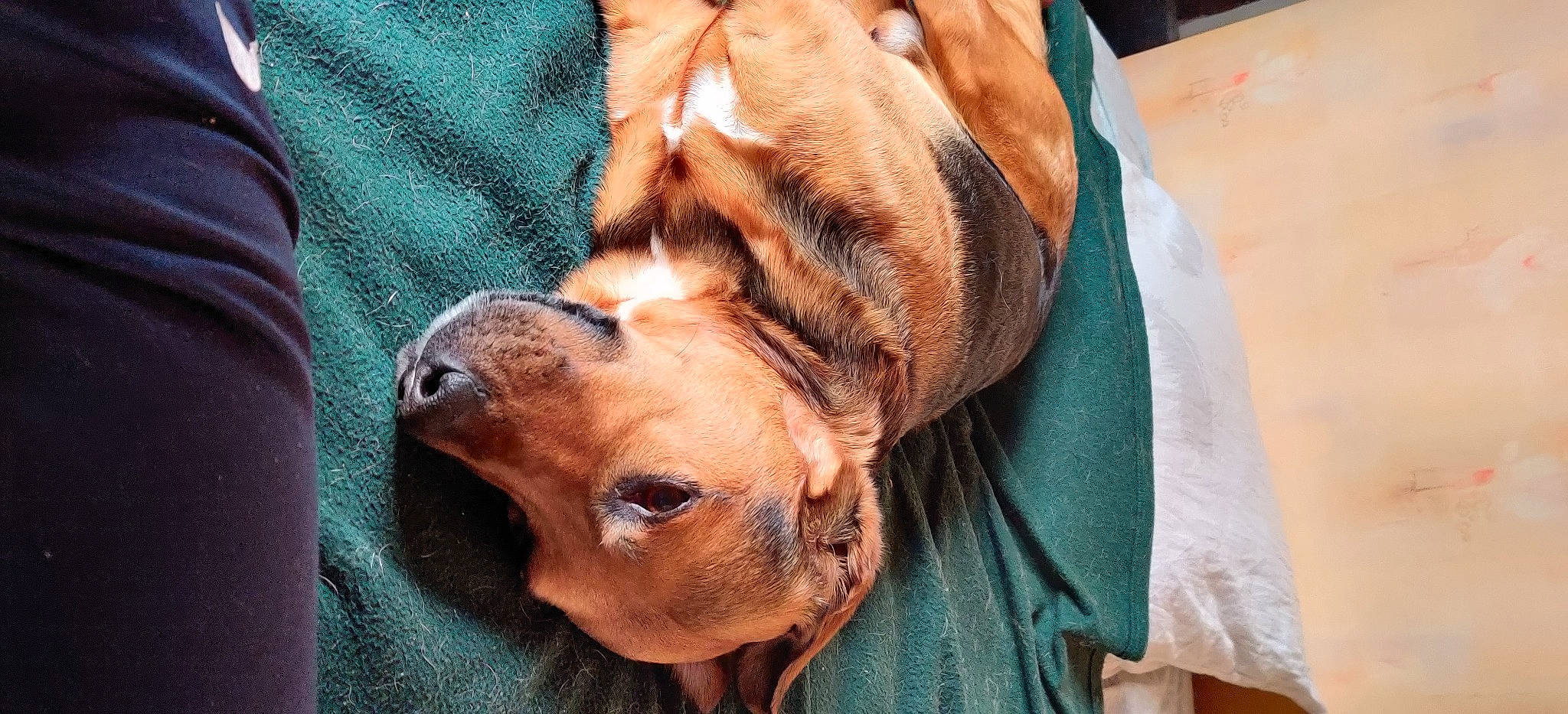 Jino participe au concours pour gagner de l'argent avec cette photo : boxer, canidae, carnivore, companion_dog, dog, dog_breed, ear, fawn, fila_brasileiro, mammal, nose, rhodesian_ridgeback, snout, sporting_group, tosa, vertebrate, whiskers, wrinkle