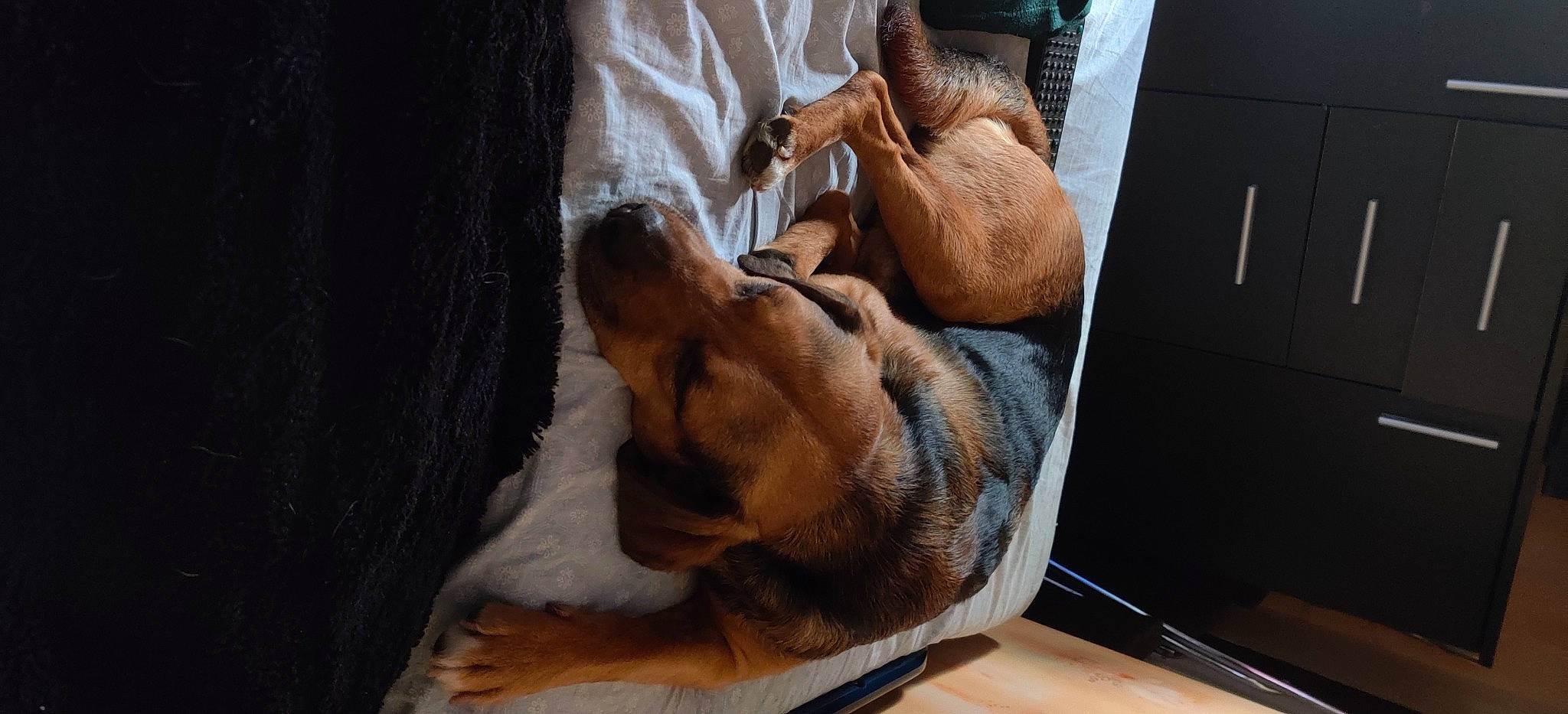 Jino participe au concours pour gagner de l'argent avec cette photo : boxer, canidae, carnivore, companion_dog, dog, dog_breed, dogue_de_bordeaux, fawn, nap, snout