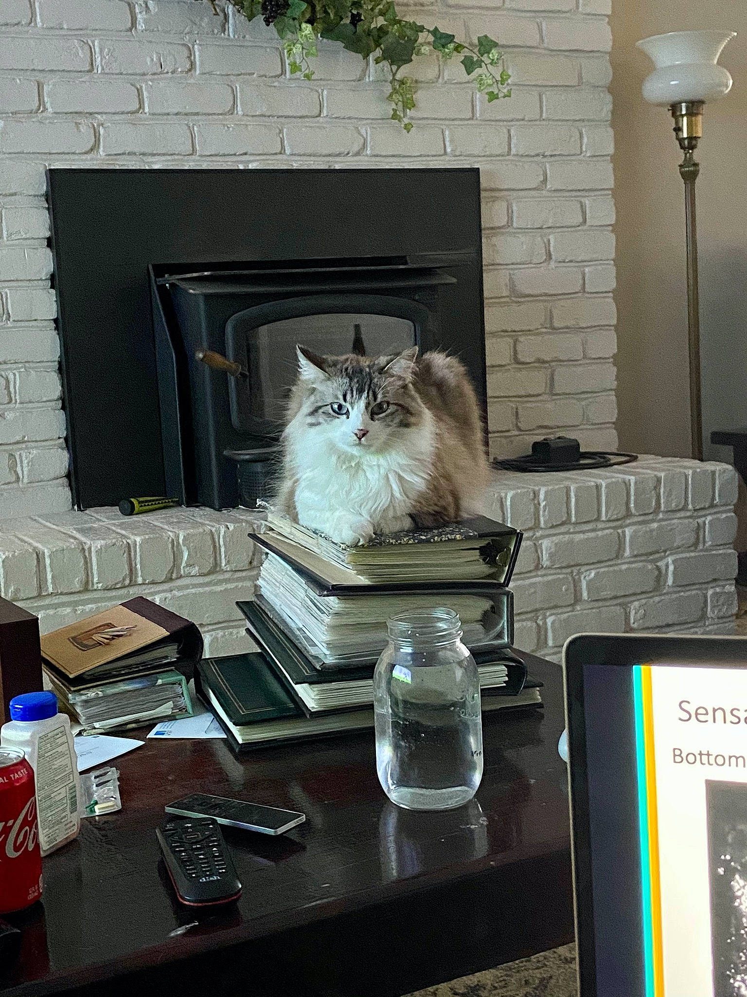 Sylvester is registered to the contest to win money with this photo: bottle, carnivore, cat, desk, felidae, furniture, grey, hardwood, house, interior_design, lamp, lighting, living_room, small_to_medium_sized_cats, street_light, table, water_bottle, whiskers, window, wood