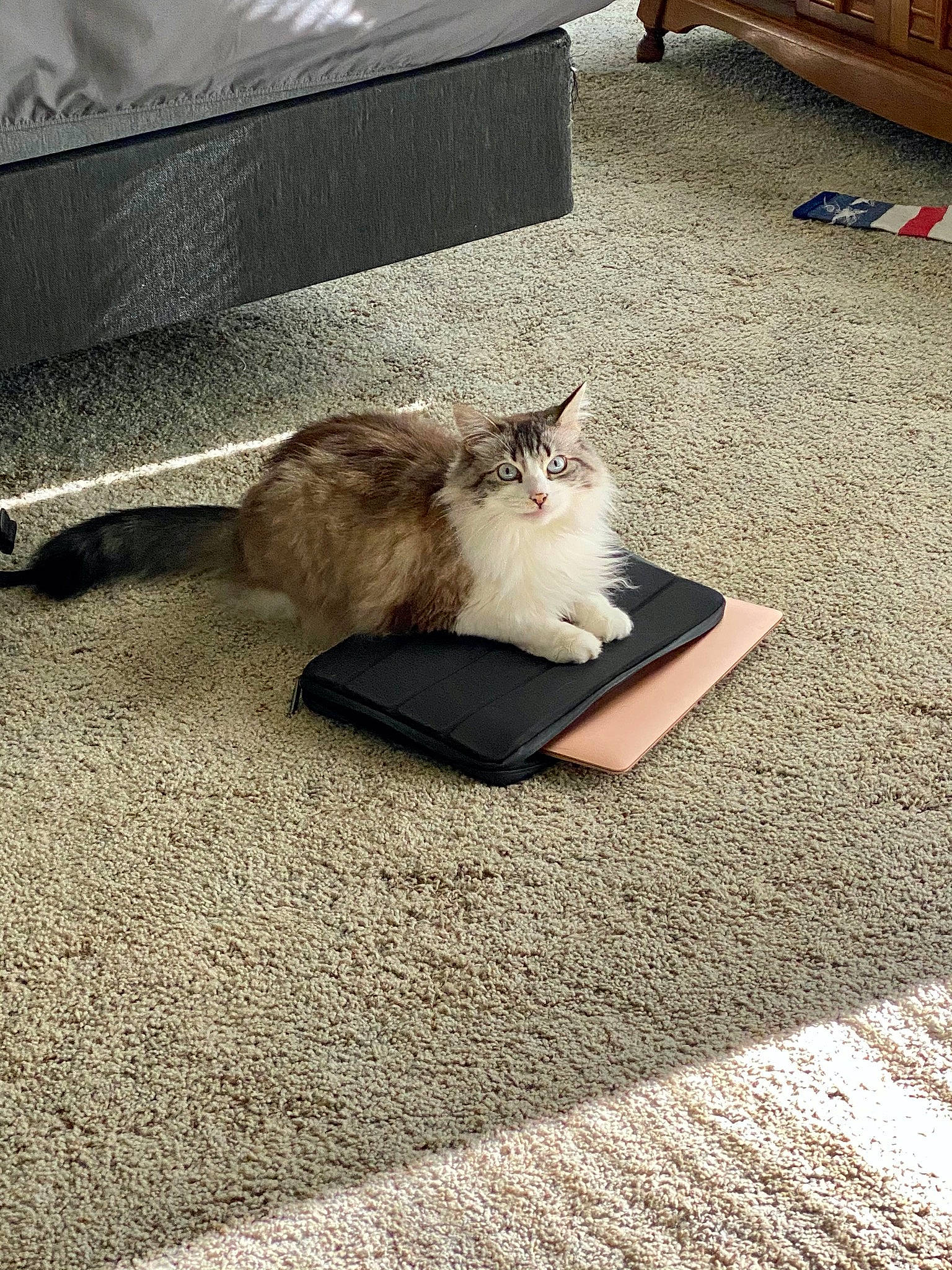 Sylvester is registered to the contest to win money with this photo: asphalt, carnivore, cat, domestic_short_haired_cat, fawn, felidae, floor, flooring, fur, grass, grey, plant, road_surface, shadow, sidewalk, small_to_medium_sized_cats, tail, tints_and_shades, whiskers, wood