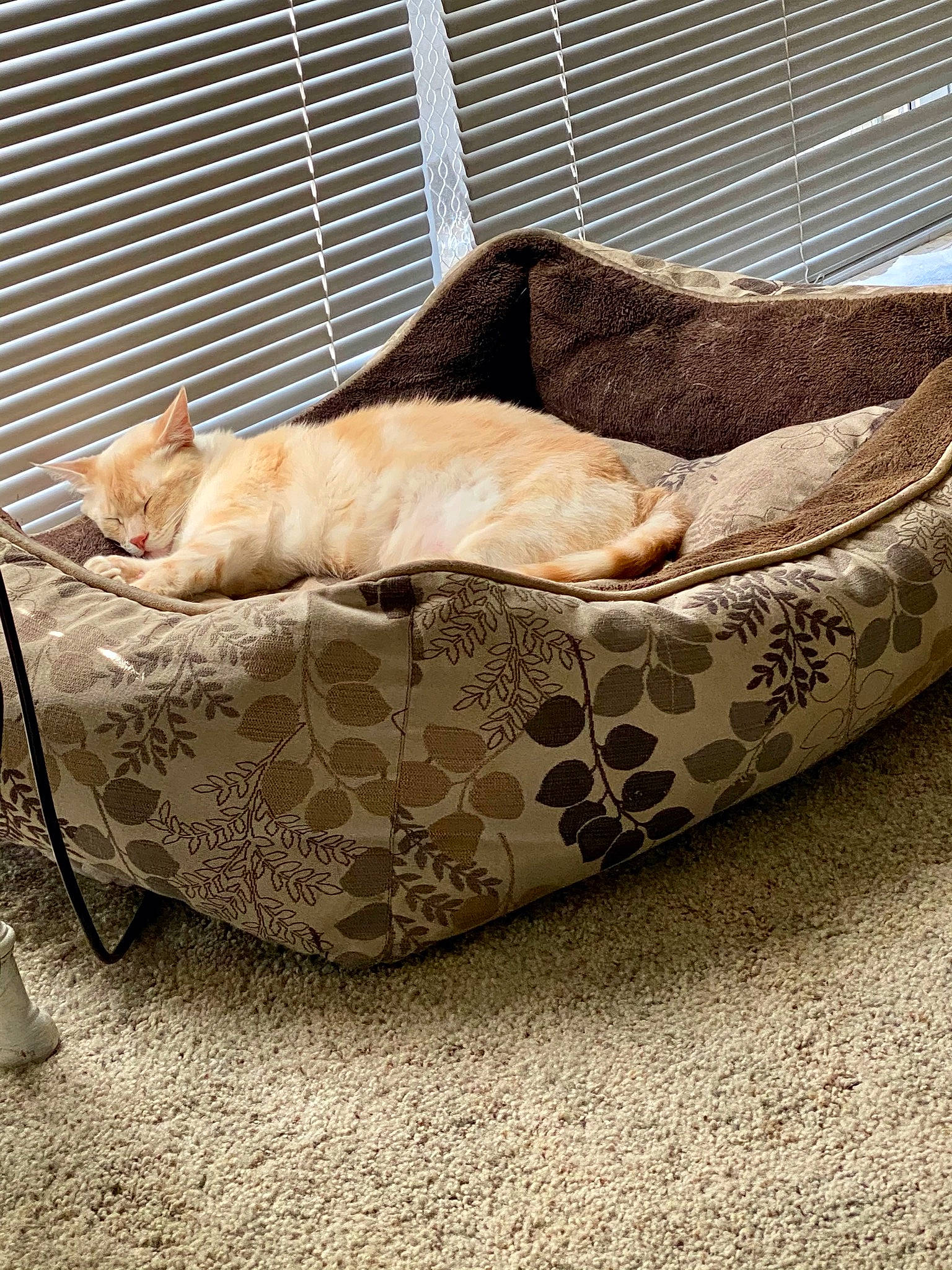 Masuka is registered to the contest to win money with this photo: beige, carnivore, cat, cat_bed, cat_supply, comfort, companion_dog, dog_breed, dog_supply, domestic_short_haired_cat, fawn, felidae, fur, linens, pet_supply, small_to_medium_sized_cats, tail, terrestrial_animal, whiskers, wood