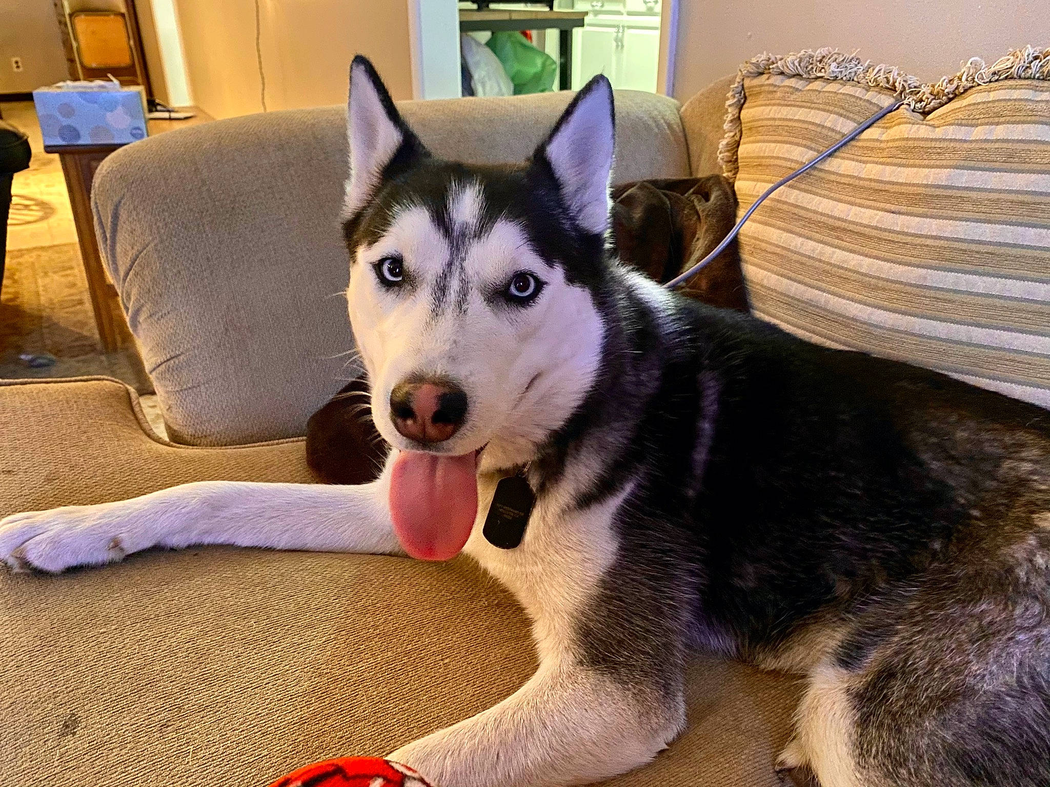 Rylie joined the competition — help win amazing prizes! canidae, canis, carnivore, chair, comfort, companion_dog, dog, dog_breed, flooring, fur, siberian_husky, sled_dog, snout, sporting_group, tail, terrestrial_animal, whiskers, wolf, working_animal, working_dog