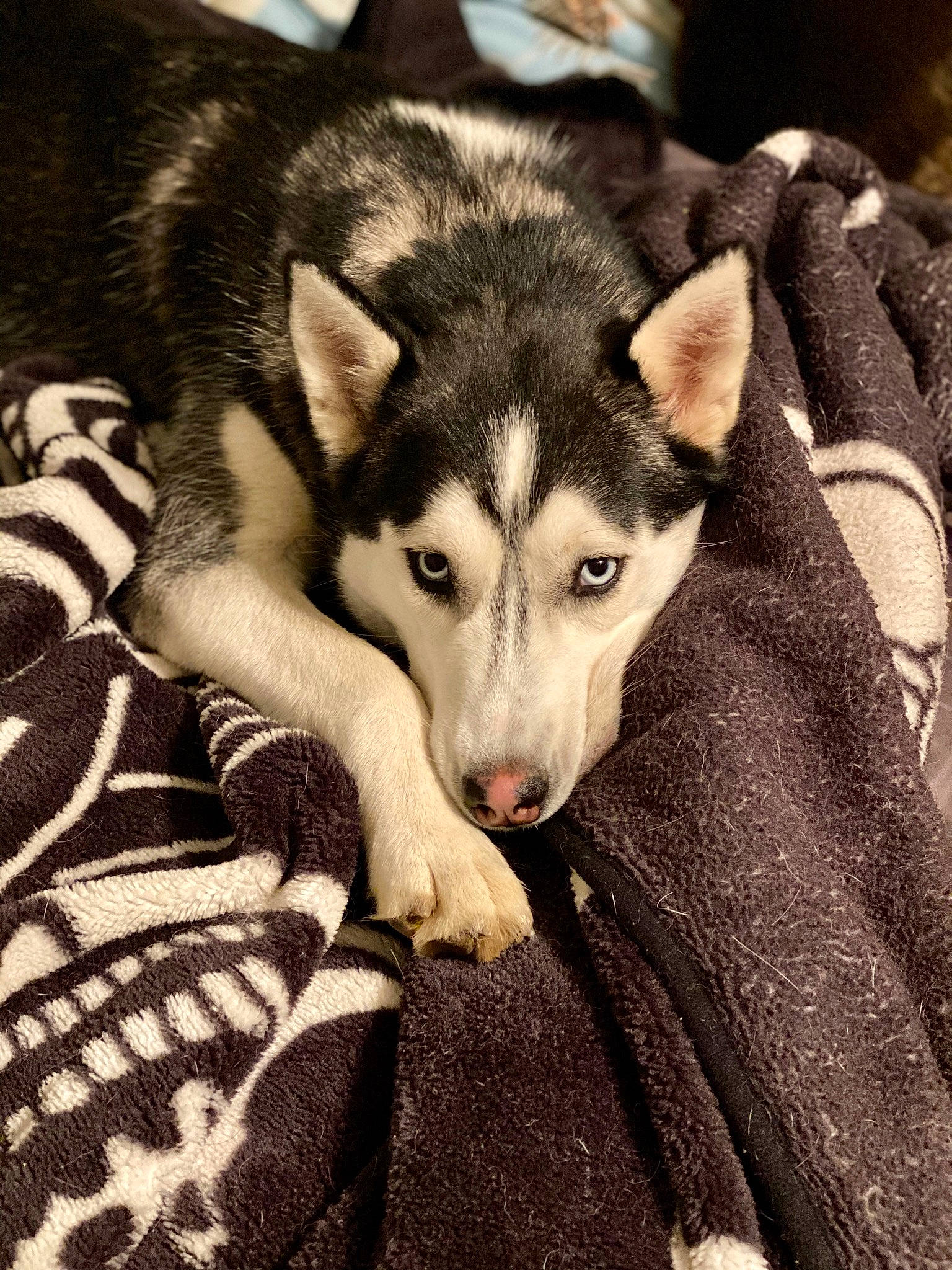 Rylie joined the competition — help win amazing prizes! canidae, canis, carnivore, companion_dog, dog, dog_breed, fawn, fur, grey, jaw, siberian_husky, sled_dog, snout, sporting_group, terrestrial_animal, whiskers, wildlife, wolf, working_animal, working_dog