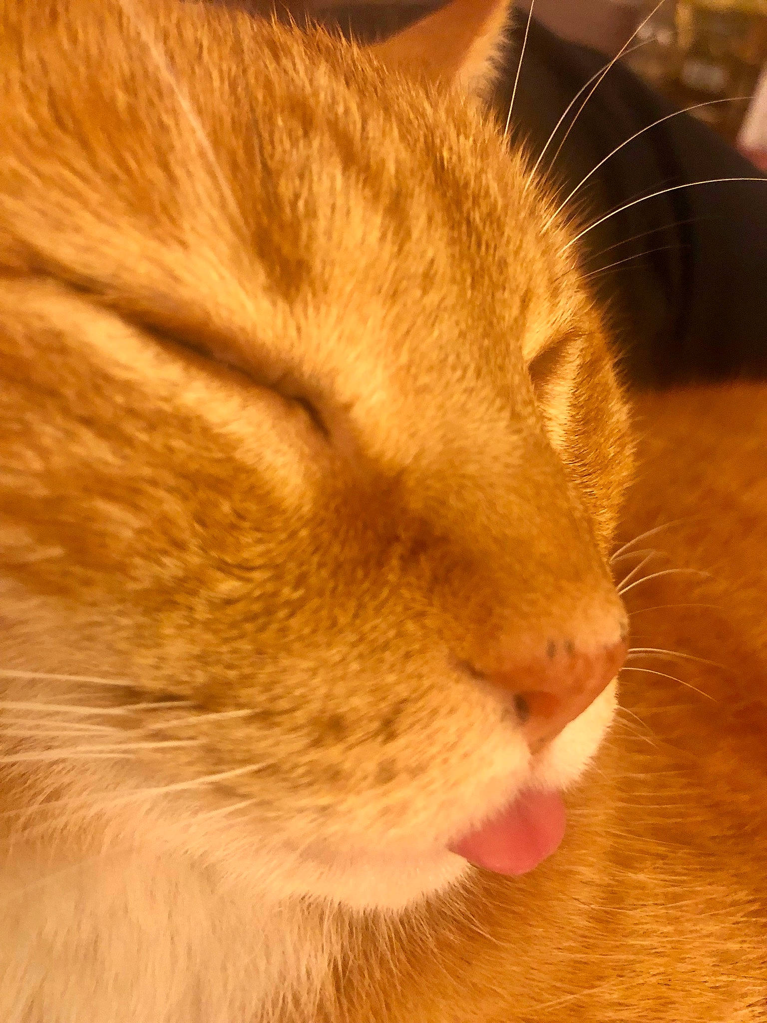 Mushu is registered to the contest to win money with this photo: carnivore, cat, comfort, domestic_short_haired_cat, fawn, felidae, flooring, fur, hardwood, paw, small_to_medium_sized_cats, snout, tail, terrestrial_animal, whiskers, wildlife, wood