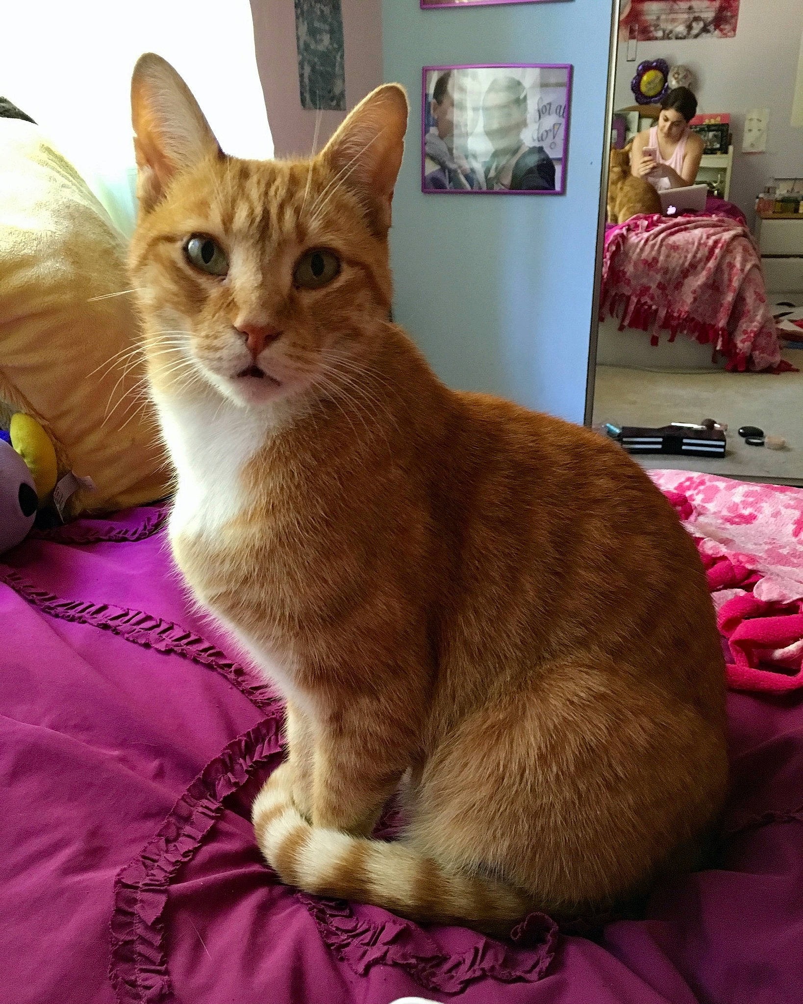 Mushu is registered to the contest to win money with this photo: carnivore, cat, cat_furniture, claw, comfort, domestic_short_haired_cat, fawn, felidae, fur, lap, magenta, paw, pet_supply, picture_frame, sitting, small_to_medium_sized_cats, snout, tail, watch, whiskers