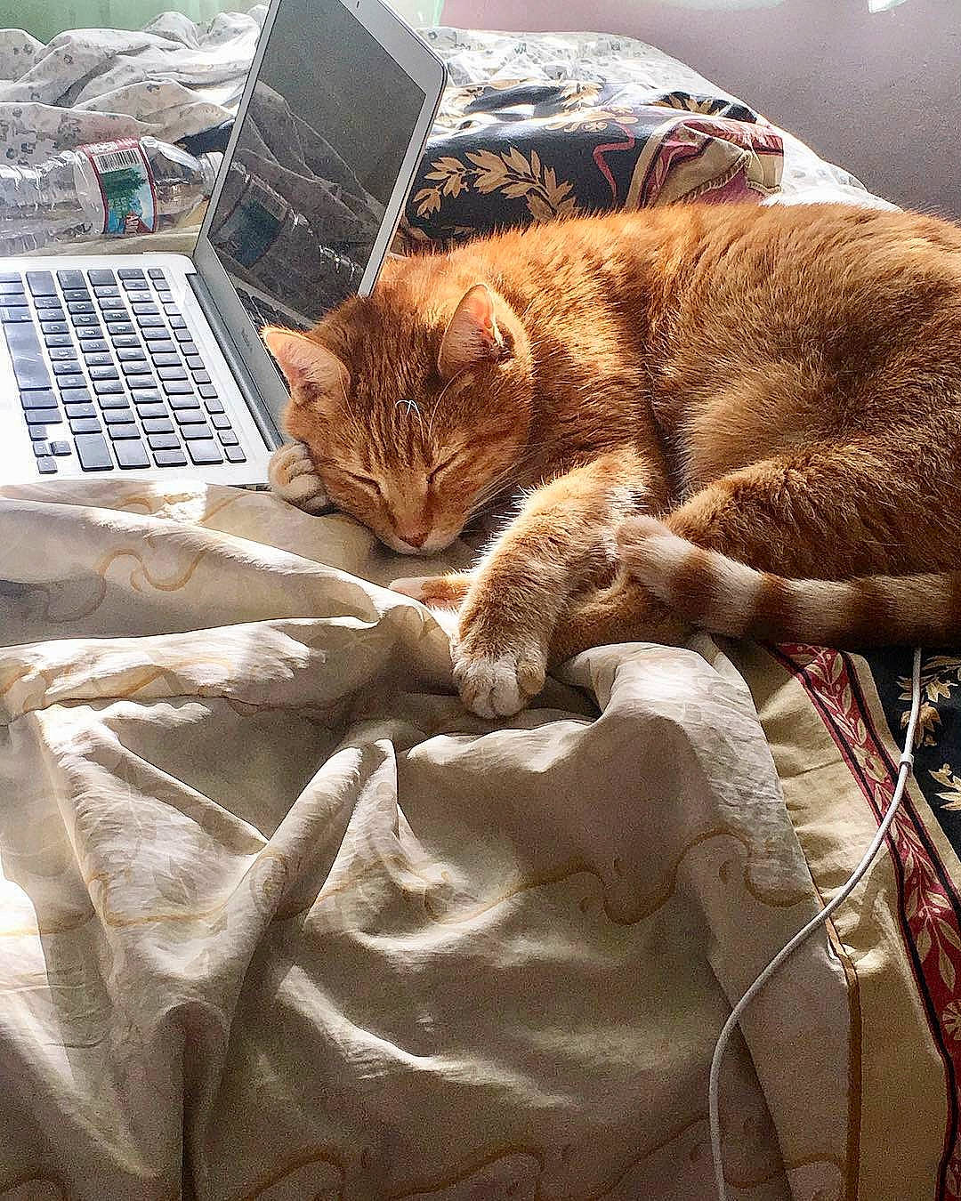 Mushu joined the competition — help win amazing prizes! bedding, carnivore, cat, comfort, computer, fawn, felidae, fur, input_device, laptop, linens, netbook, output_device, personal_computer, small_to_medium_sized_cats, tail, textile, touchpad, whiskers, wood