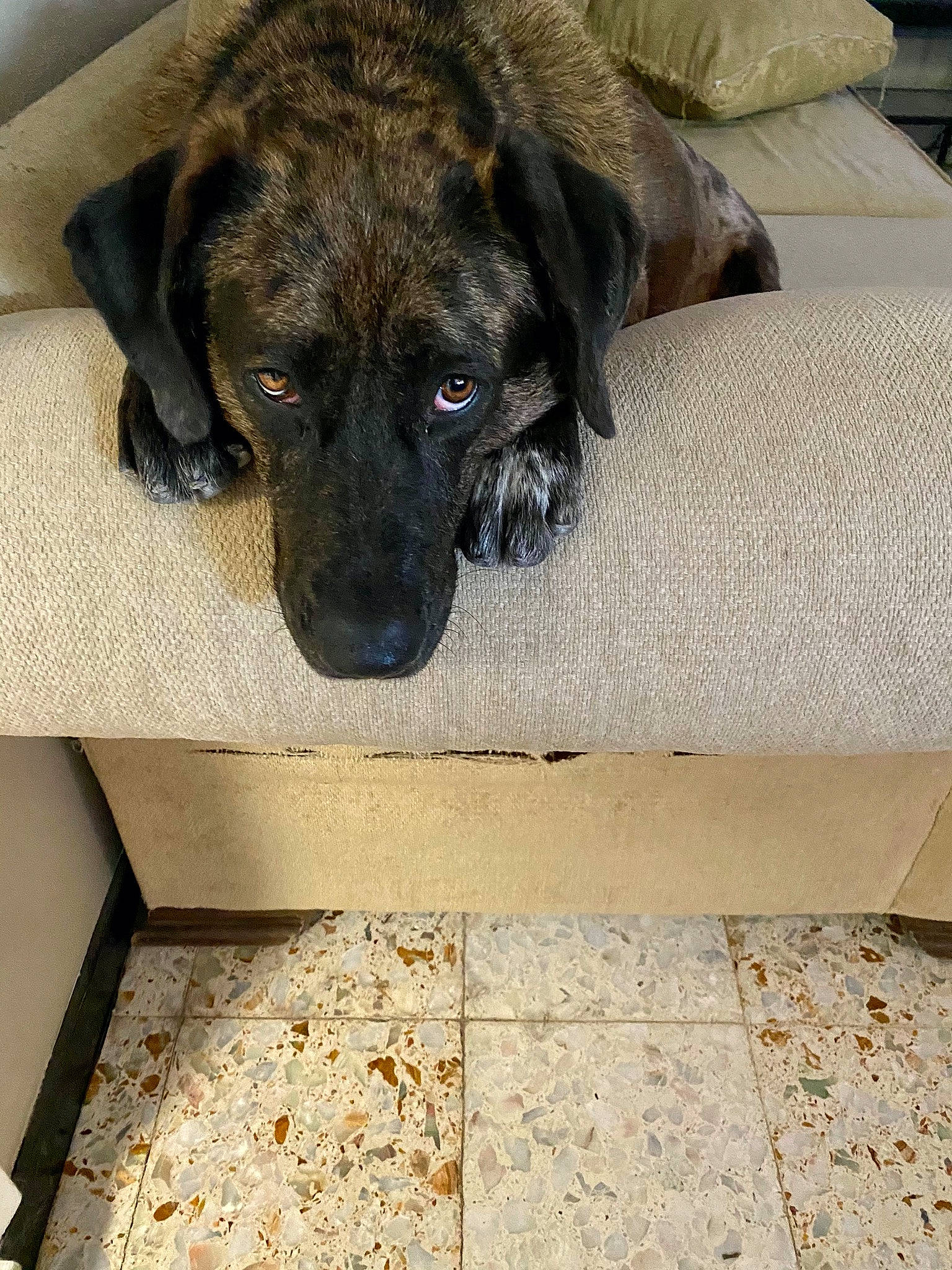 Remi is registered to the contest to win money with this photo: borador, carnivore, comfort, companion_dog, dog, dog_breed, door_mat, fawn, floor, flooring, fur, liver, mat, pet_supply, rectangle, snout, sporting_group, terrestrial_animal, whiskers, working_animal