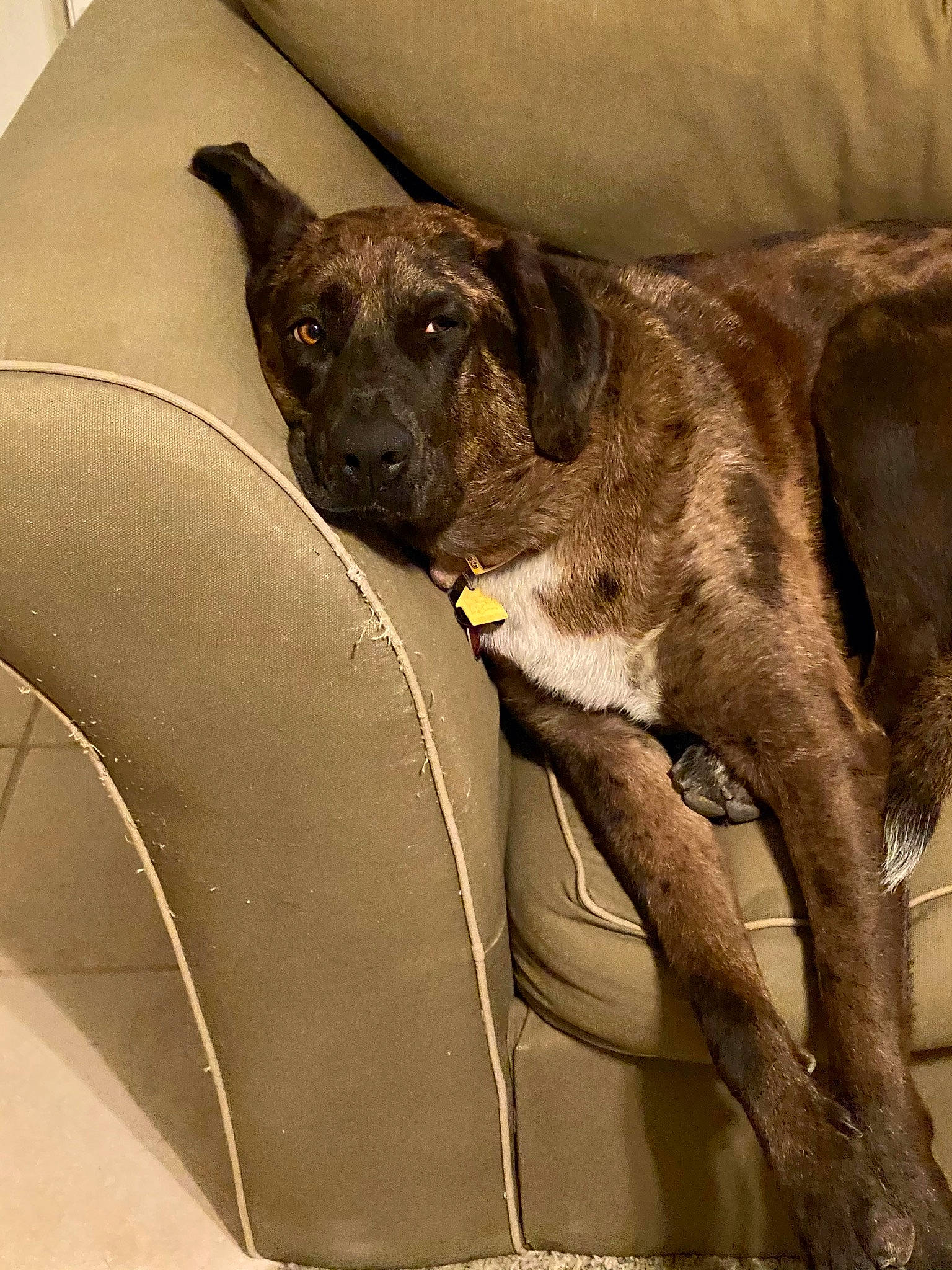 Remi is registered to the contest to win money with this photo: canidae, car, carnivore, claw, collar, comfort, companion_dog, dog, dog_breed, dog_collar, fawn, metal, sighthound, sporting_group, street_dog, tail, terrestrial_animal, vehicle_door, whiskers, working_animal