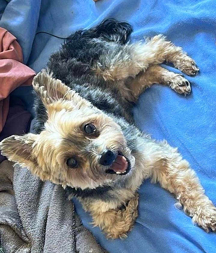 Speed a rejoint le concours — aidez-le/la à gagner de superbes lots ! dog, small_dog, fluffy_fur, lying_down, blue_blanket, gray_blanket, pet, happy, tongue_out, indoor, cozy, bed, smiling, cute, fur_texture, animal, canine, relaxed, friendly, companion